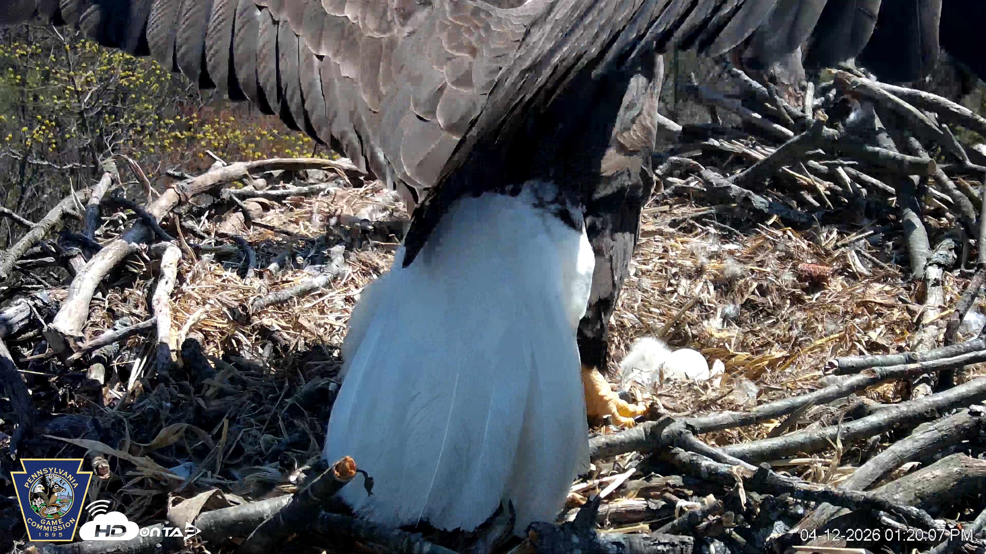 Snapshot of Hanover Eagles Live Cam taken Apr 12, 2026, 1:20pm EDT