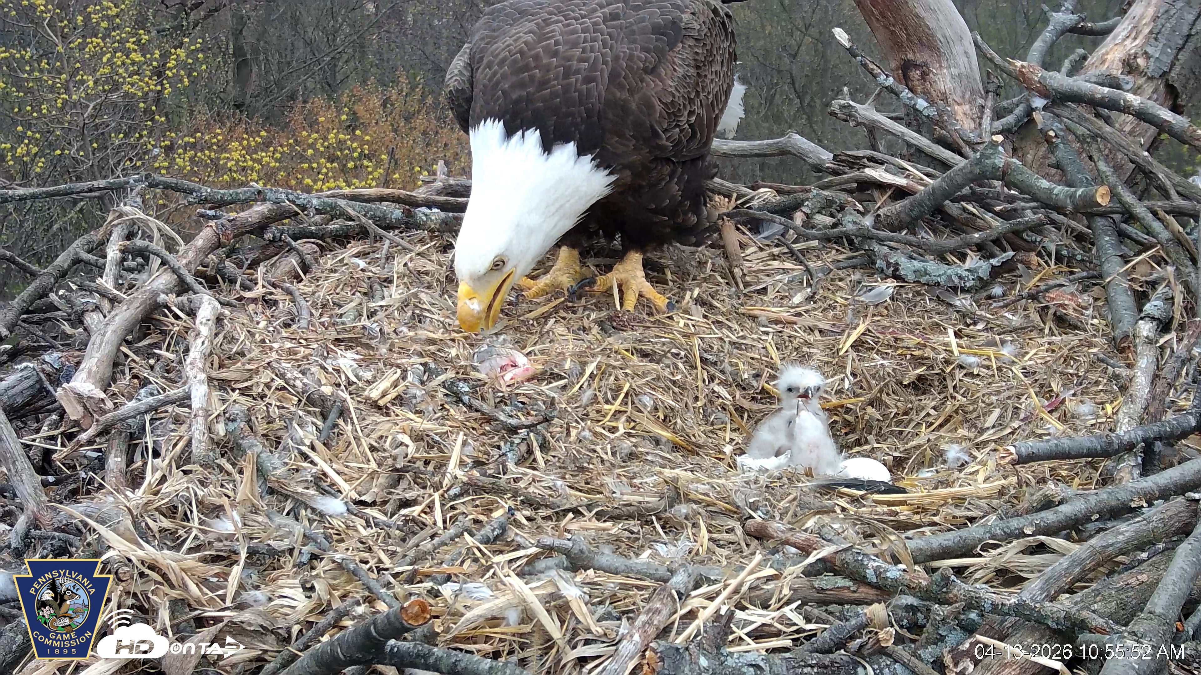 Snapshot of Hanover Eagles Live Cam taken Apr 13, 2026, 10:56am EDT