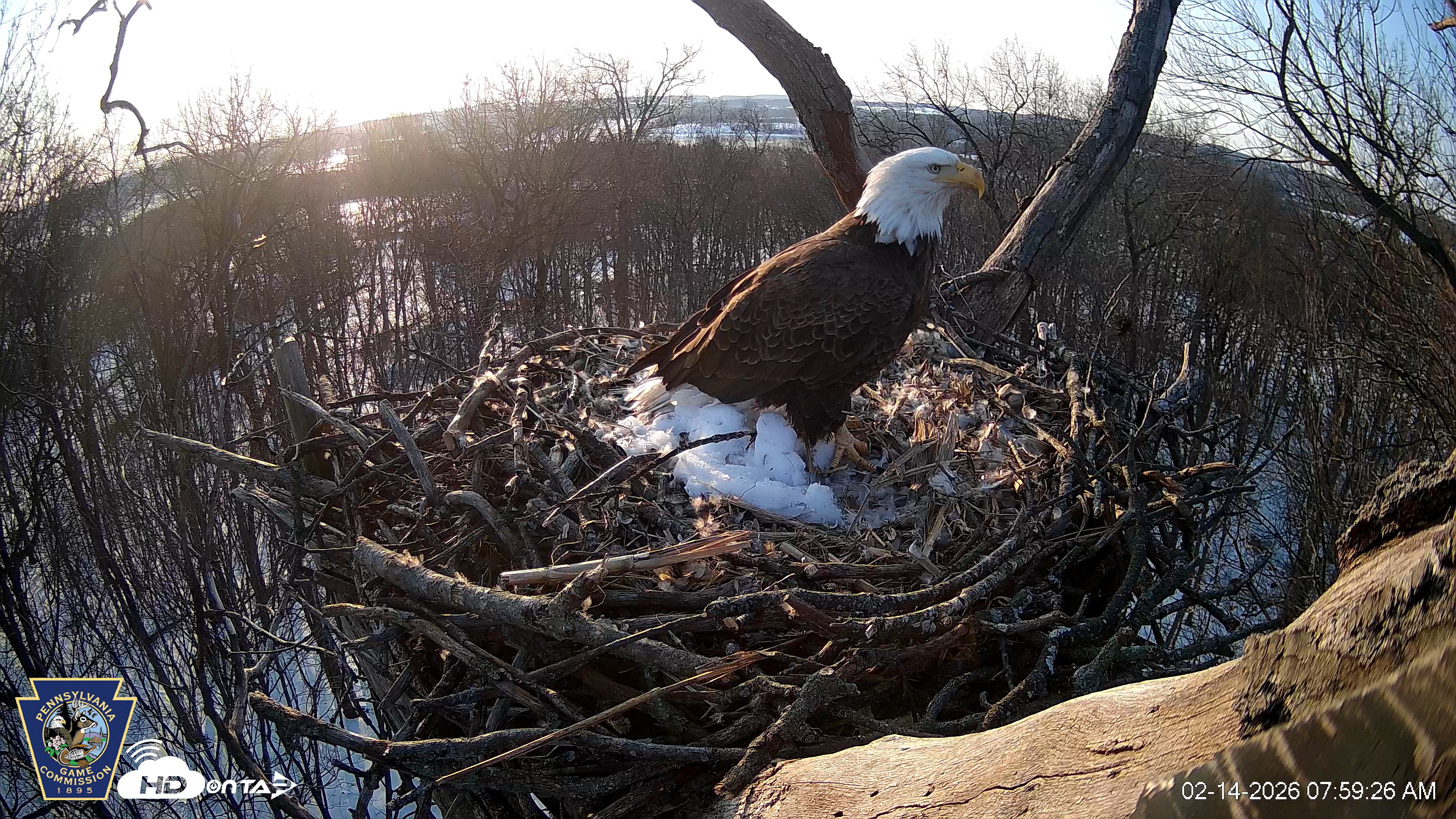 Snapshot of Hanover Eagles Live Cam taken Feb 14, 2026, 8:00am EST