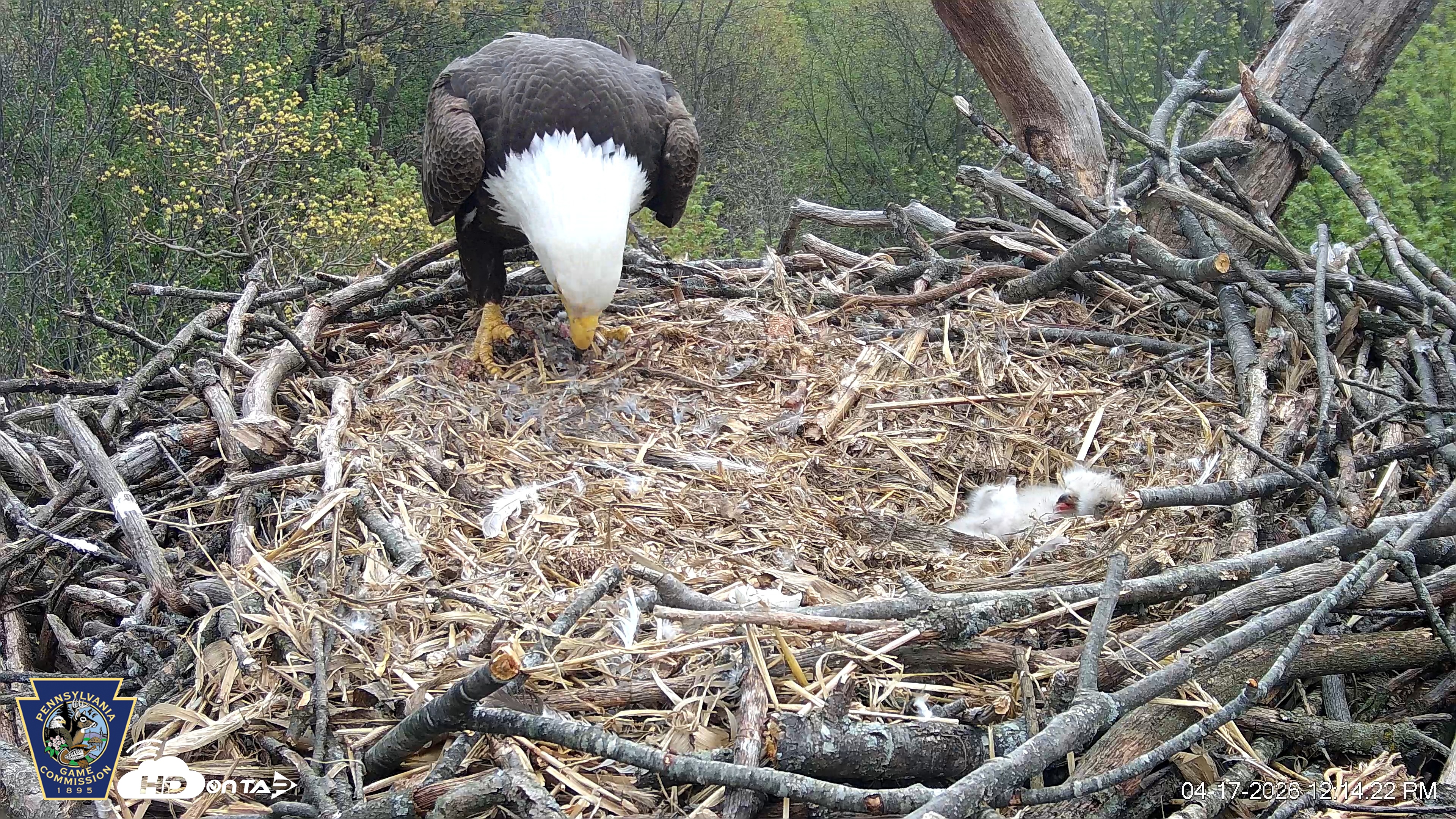 Snapshot of Hanover Eagles Live Cam taken Apr 17, 2026, 12:15pm EDT