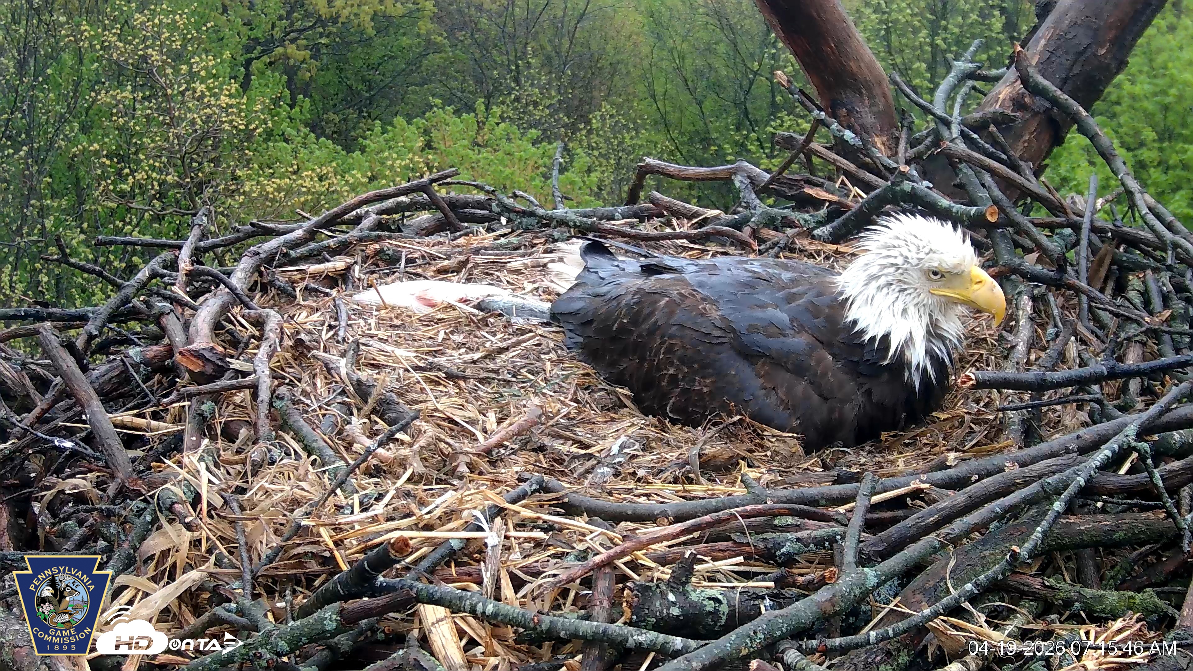 Snapshot of Hanover Eagles Live Cam taken Apr 19, 2026, 7:15am EDT