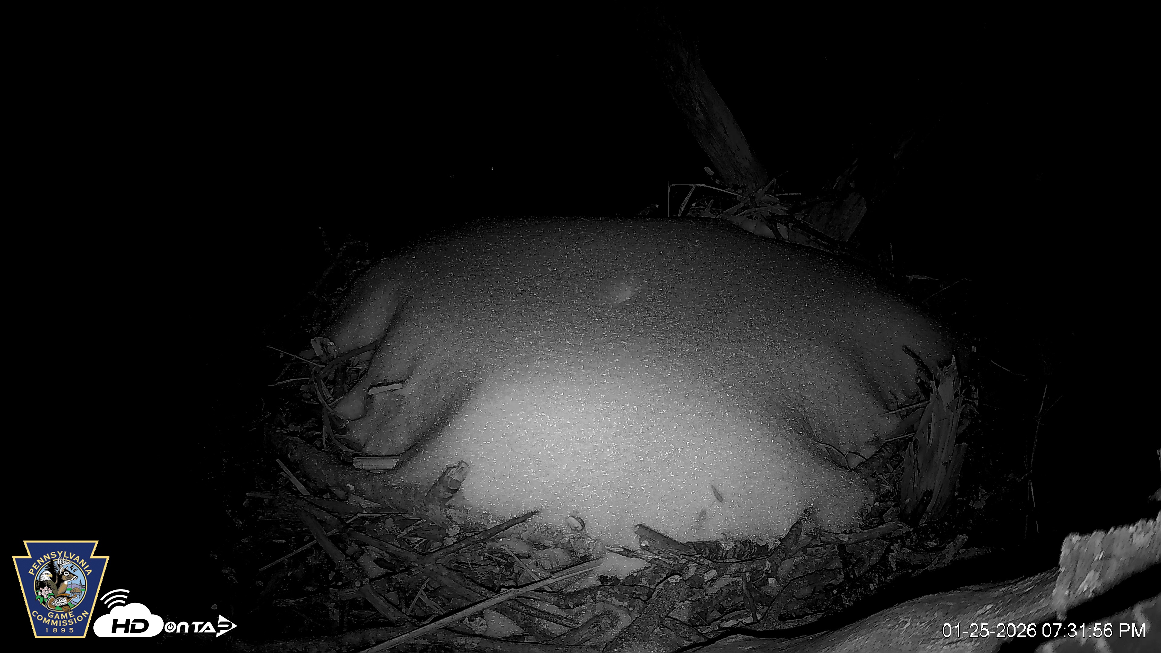 Snapshot of Hanover Eagles Live Cam taken Jan 25, 2026, 7:32pm EST