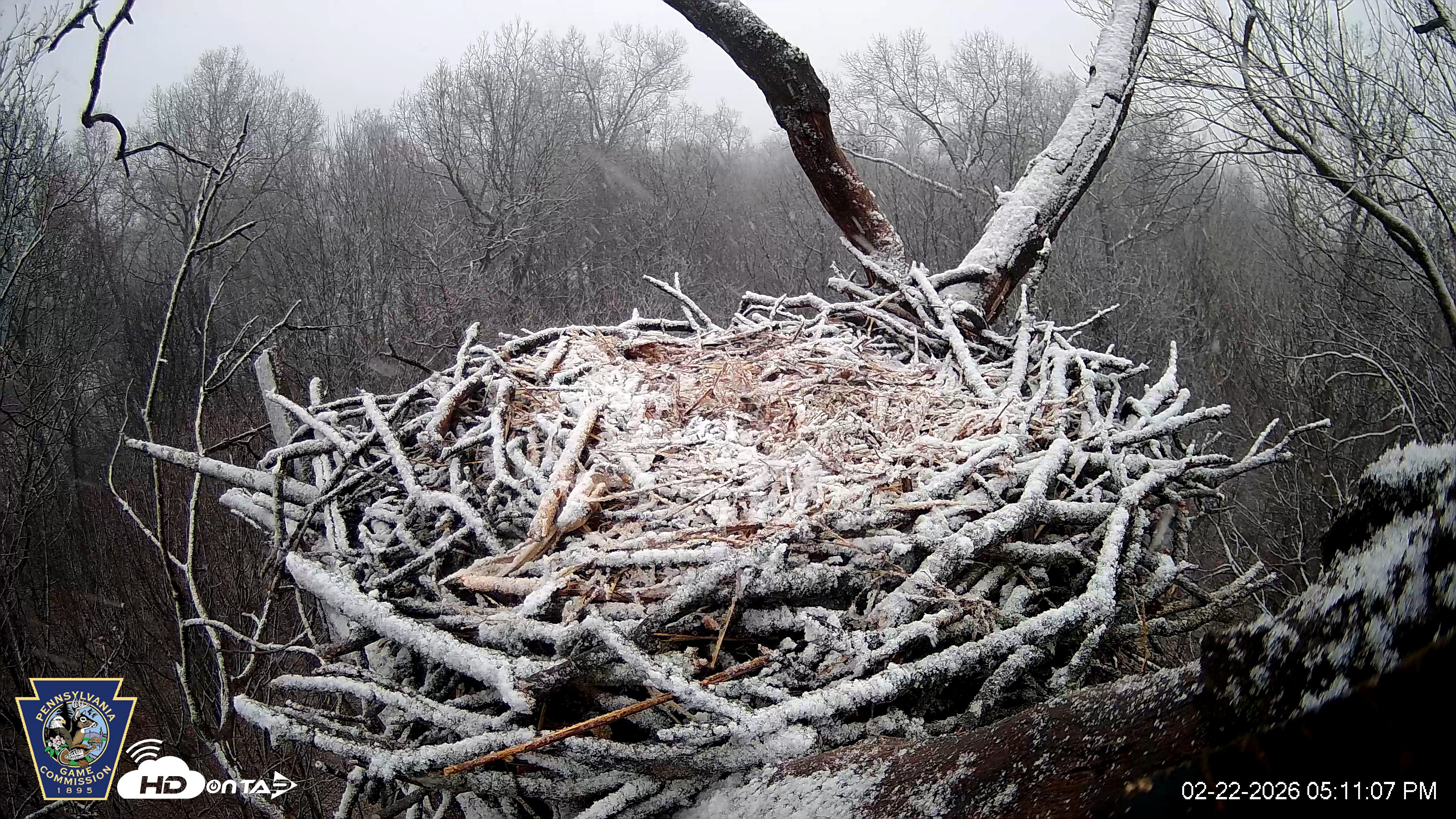 Snapshot of Hanover Eagles Live Cam taken Feb 22, 2026, 5:12pm EST