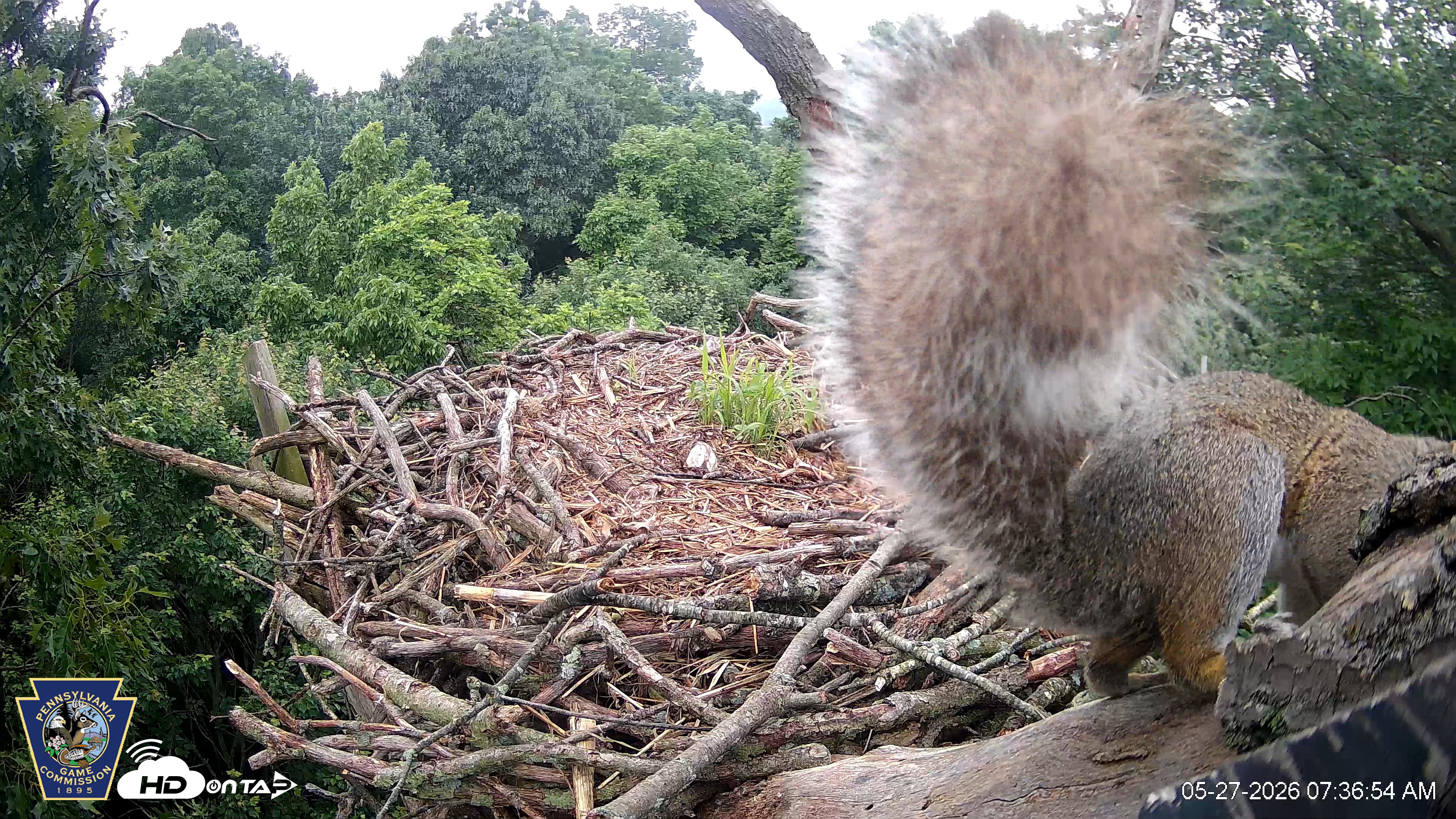 Snapshot of Hanover Eagles Live Cam taken May 27, 2026, 7:37am EDT