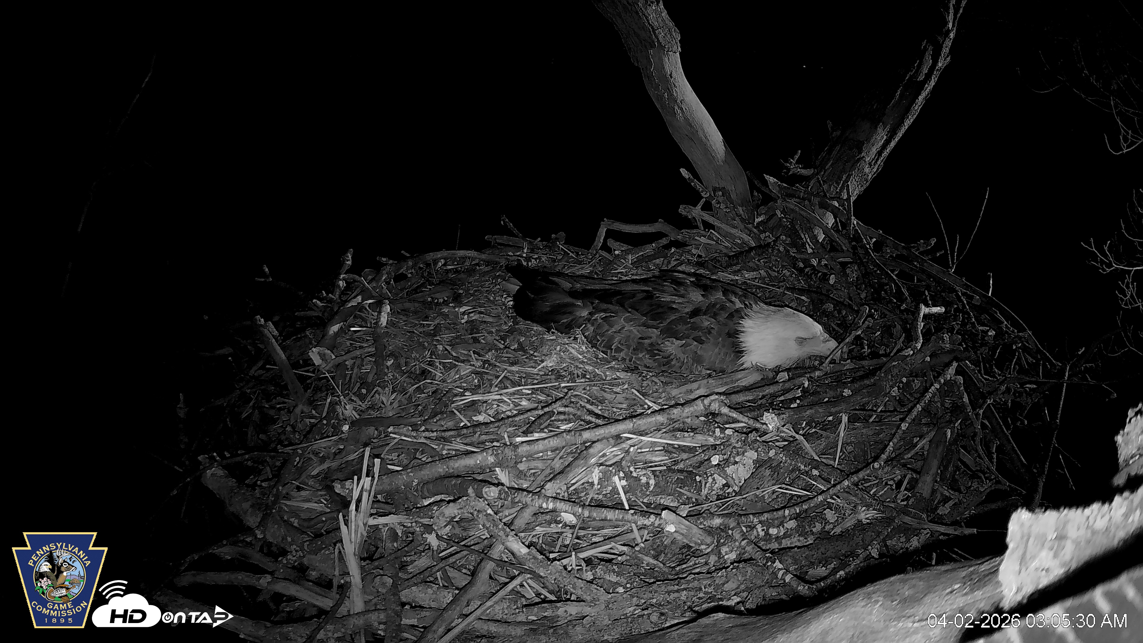 Snapshot of Hanover Eagles Live Cam taken Apr 2, 2026, 3:06am EDT