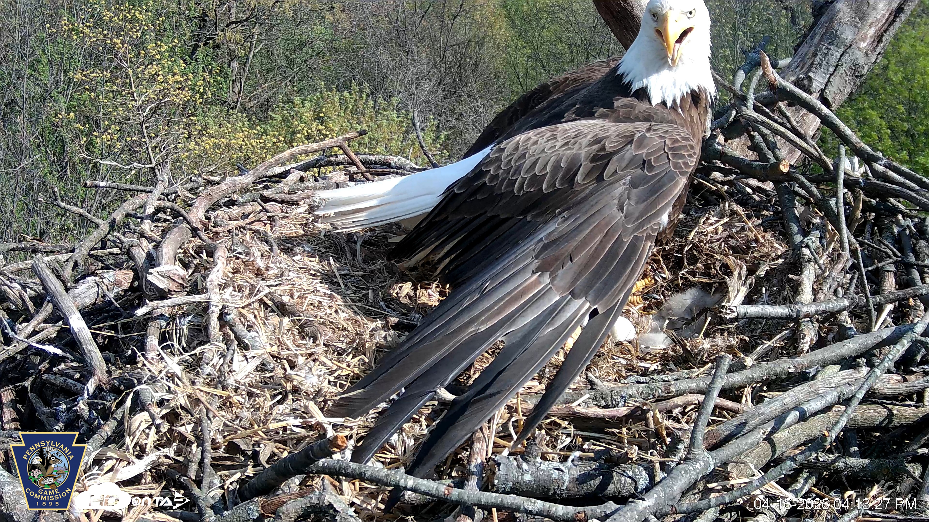 Snapshot of Hanover Eagles Live Cam taken Apr 16, 2026, 4:13pm EDT