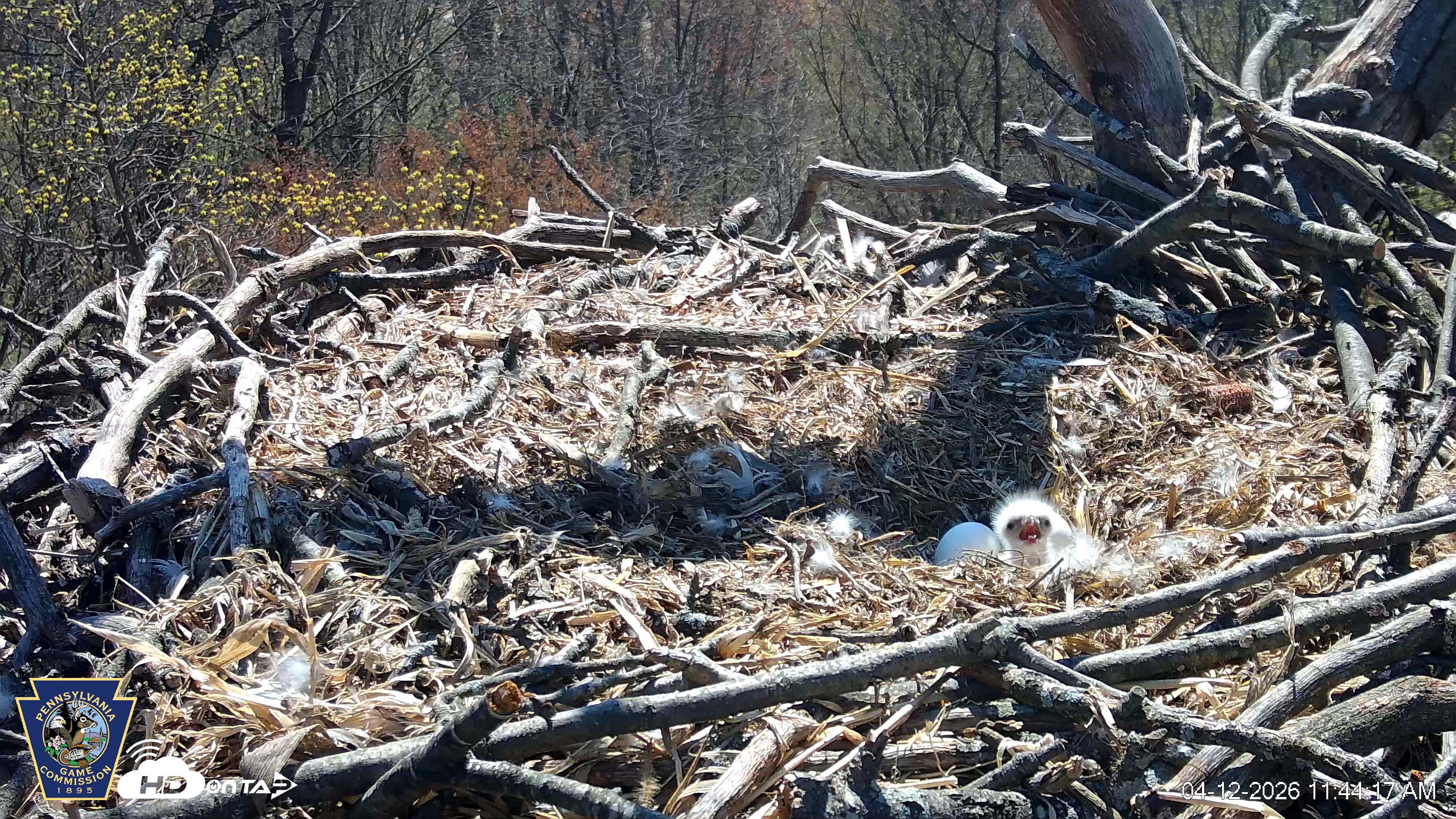 Snapshot of Hanover Eagles Live Cam taken Apr 12, 2026, 11:44am EDT