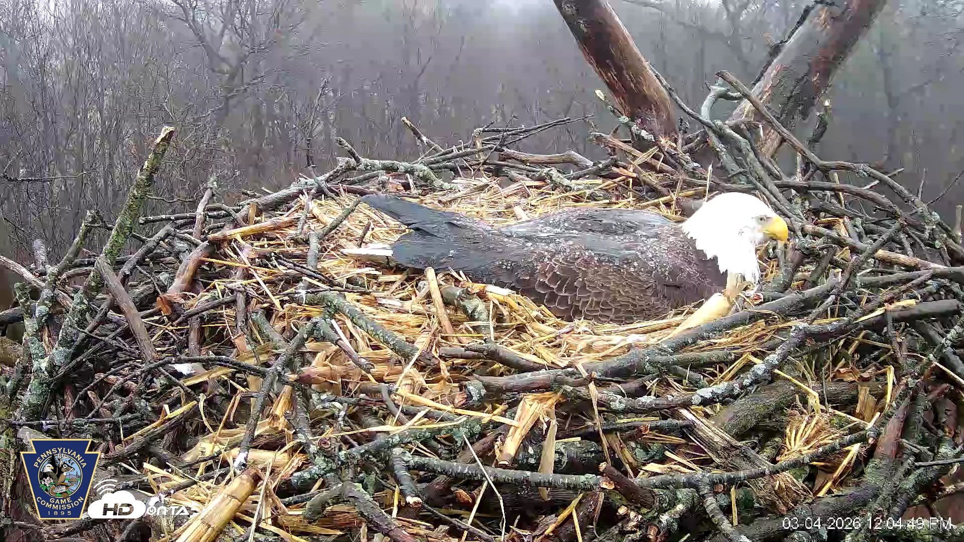 Snapshot of Hanover Eagles Live Cam taken Mar 4, 2026, 12:05pm EST
