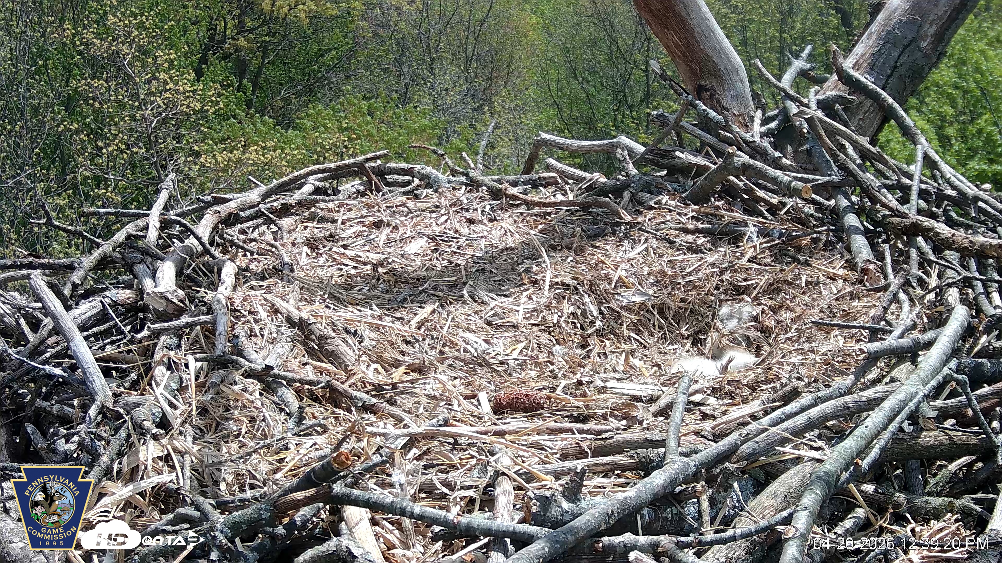 Snapshot of Hanover Eagles Live Cam taken Apr 20, 2026, 12:40pm EDT
