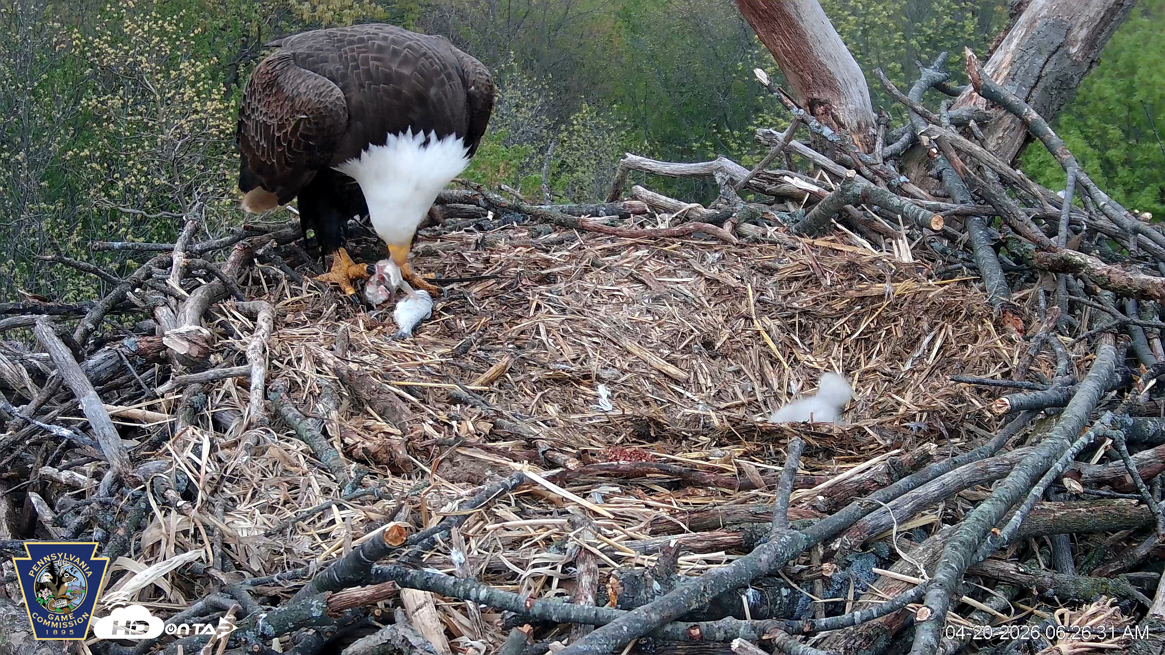 Snapshot of Hanover Eagles Live Cam taken Apr 20, 2026, 6:26am EDT