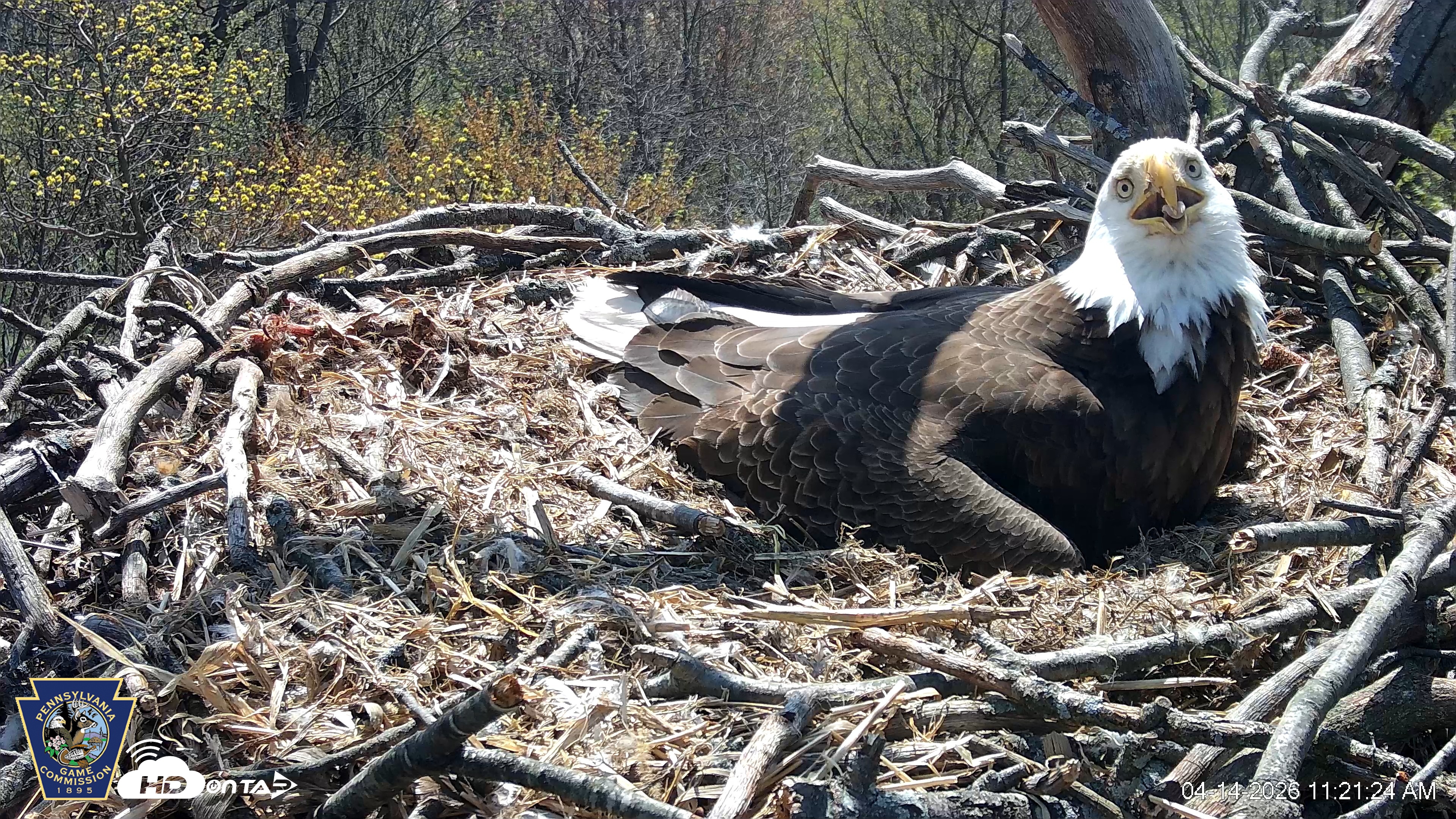 Snapshot of Hanover Eagles Live Cam taken Apr 14, 2026, 11:21am EDT