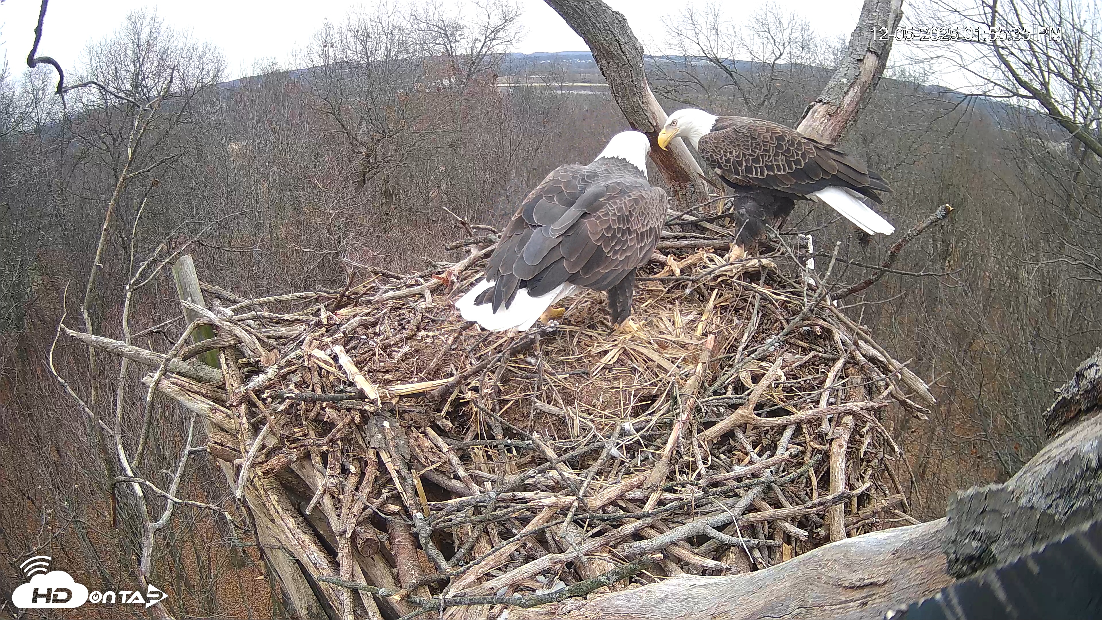 Snapshot of Hanover Eagles Live Cam taken Dec 5, 2025, 1:56pm EST