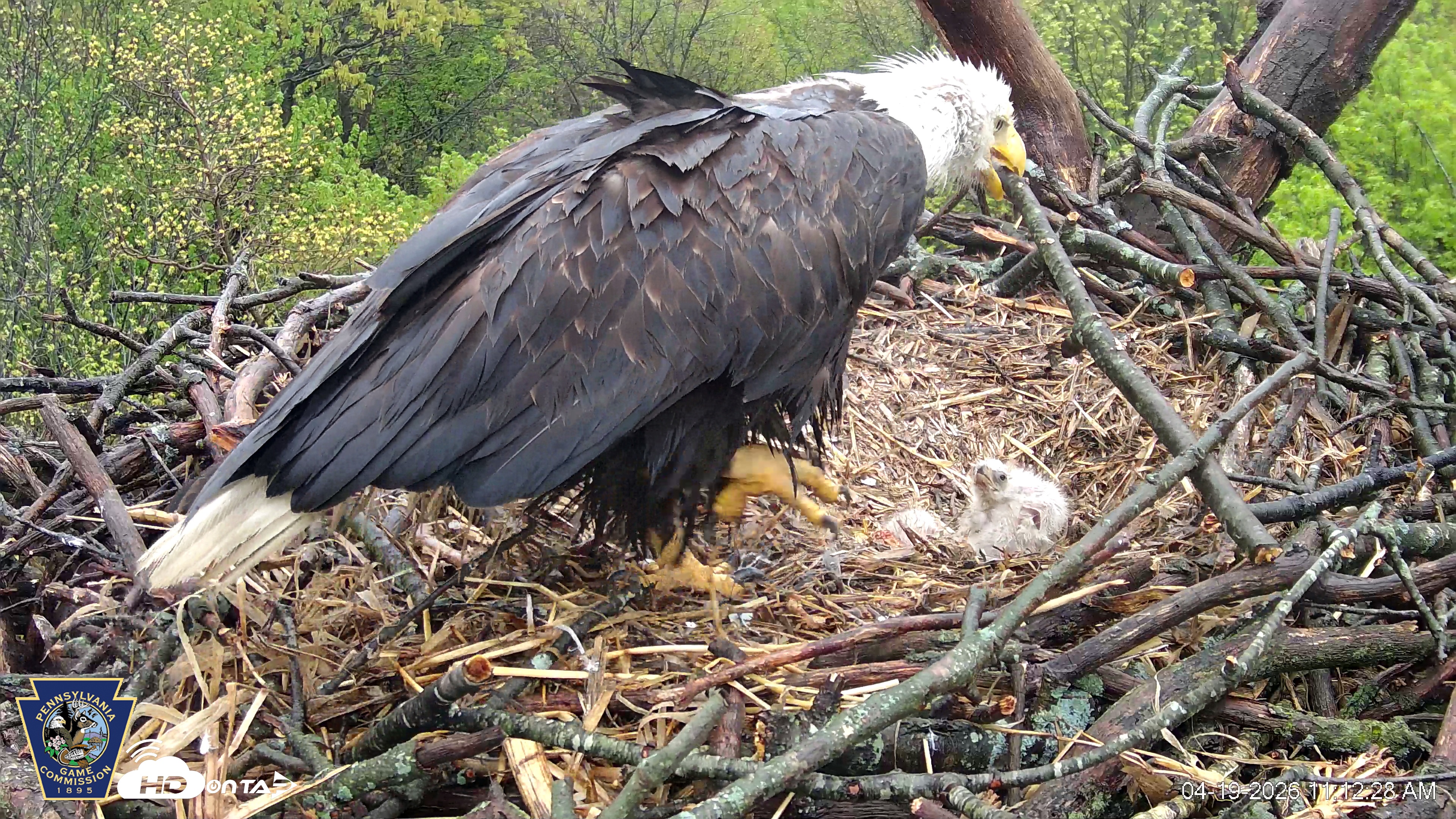 Snapshot of Hanover Eagles Live Cam taken Apr 19, 2026, 11:12am EDT