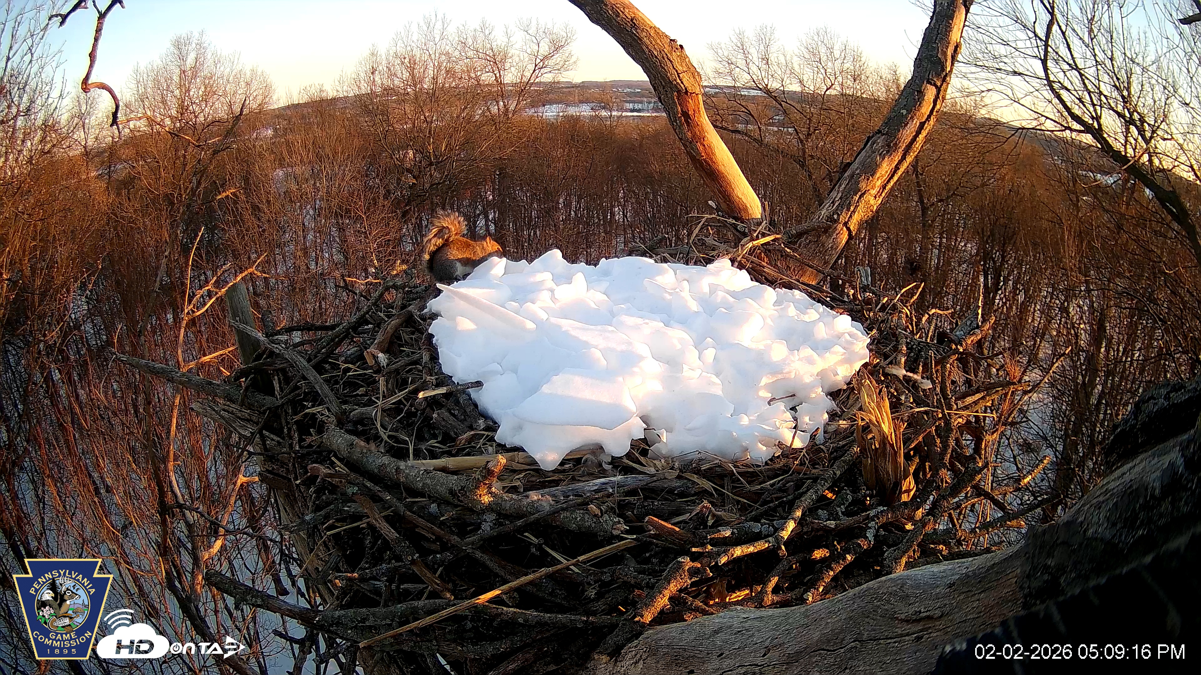 Snapshot of Hanover Eagles Live Cam taken Feb 2, 2026, 5:09pm EST