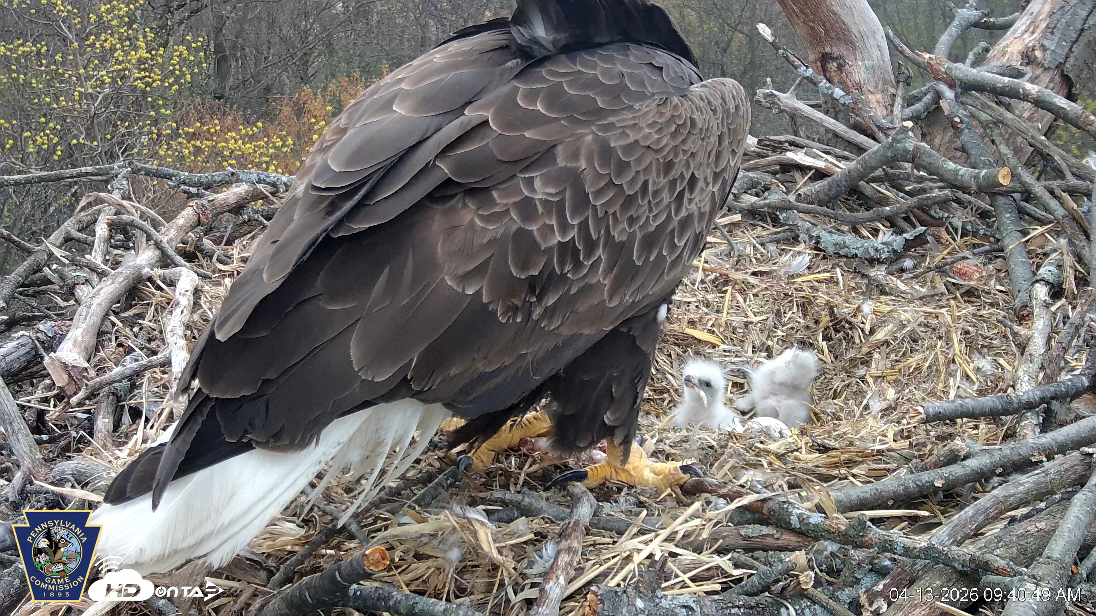 Snapshot of Hanover Eagles Live Cam taken Apr 13, 2026, 9:41am EDT
