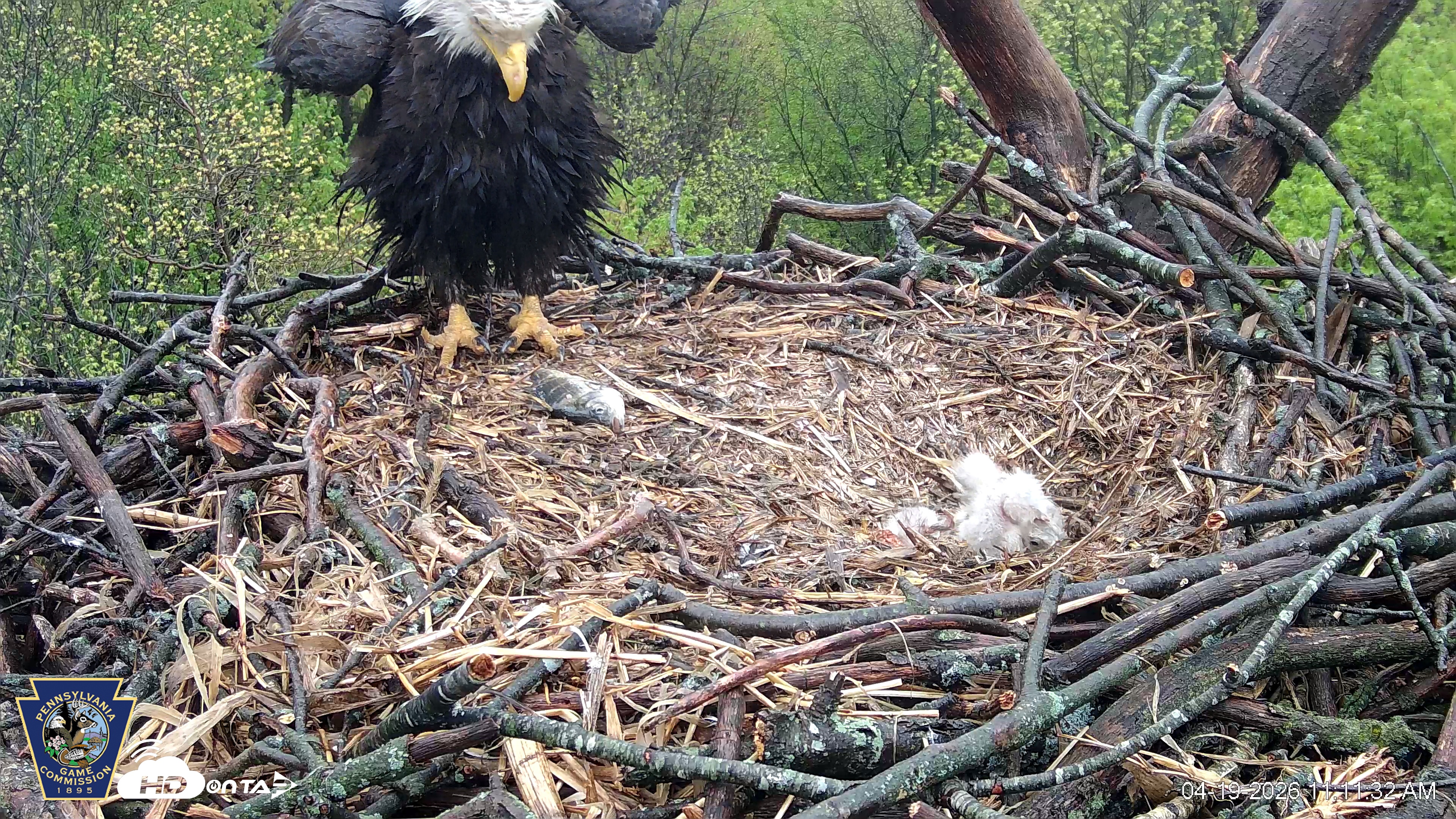 Snapshot of Hanover Eagles Live Cam taken Apr 19, 2026, 11:11am EDT
