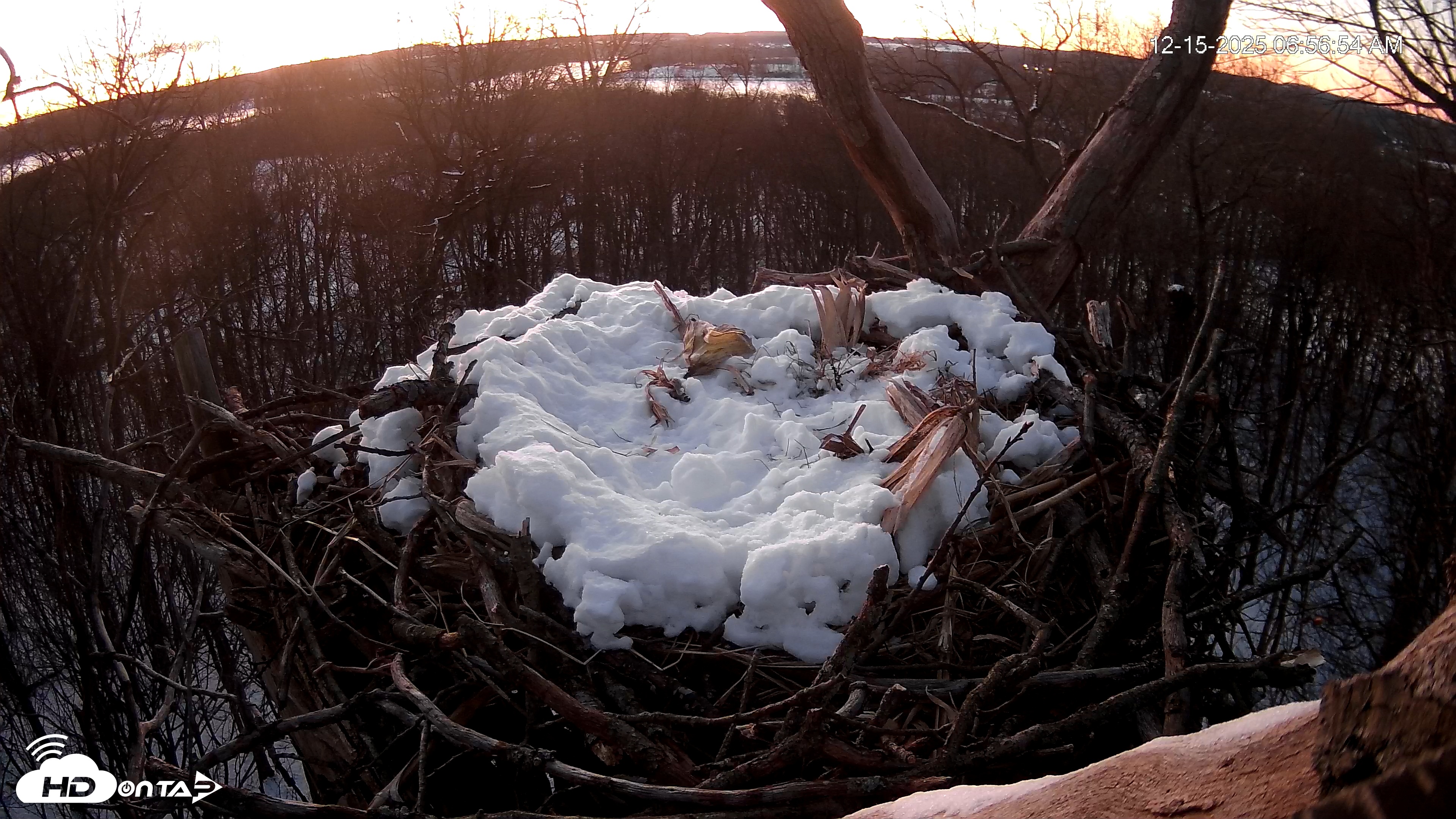 Snapshot of Hanover Eagles Live Cam taken Dec 15, 2025, 6:57am EST