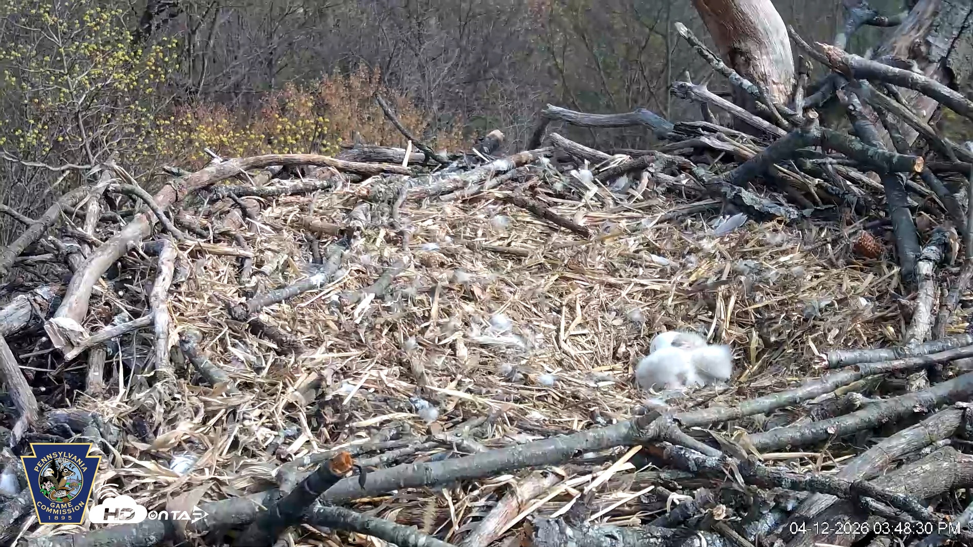 Snapshot of Hanover Eagles Live Cam taken Apr 12, 2026, 3:48pm EDT