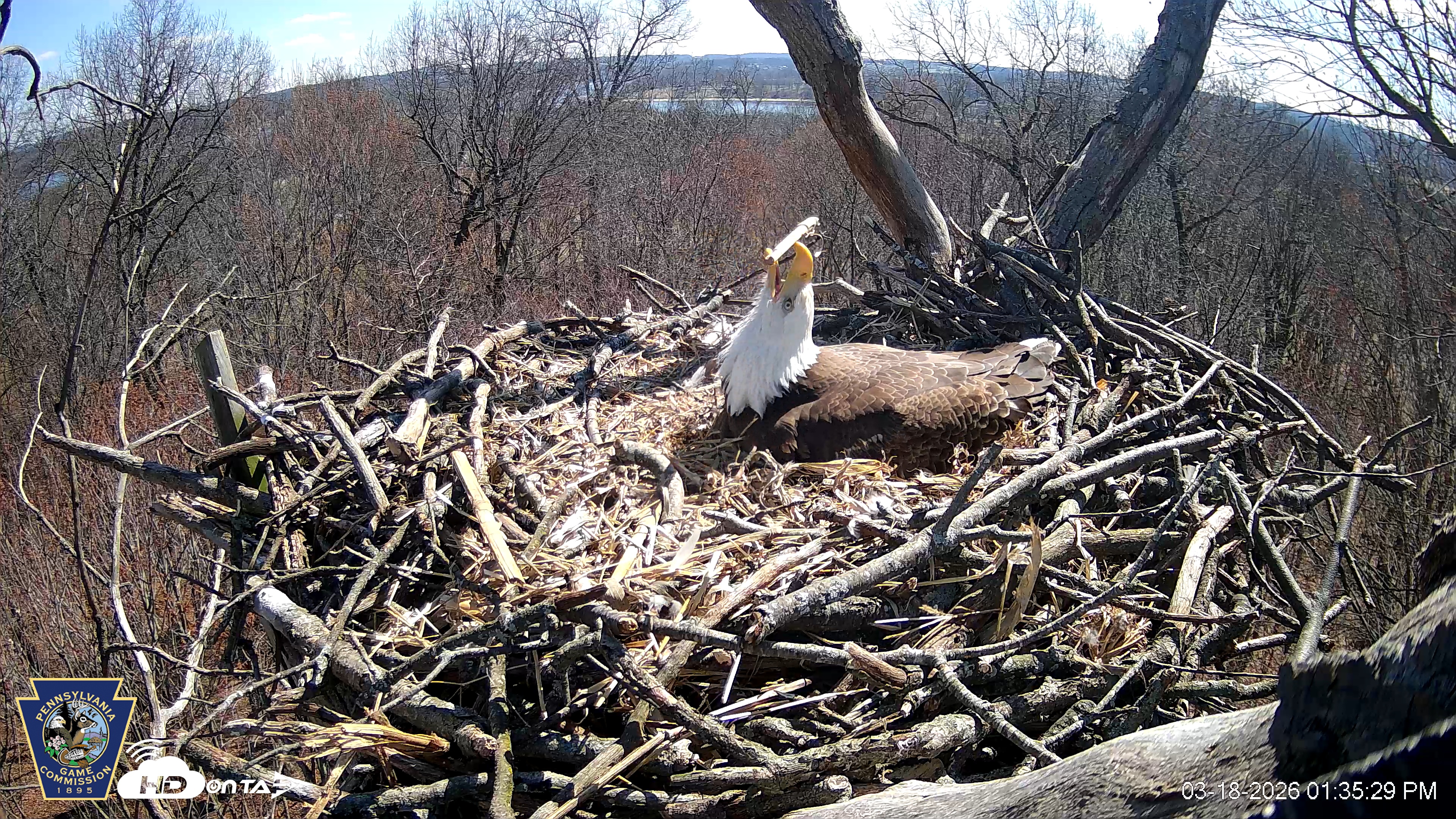 Snapshot of Hanover Eagles Live Cam taken Mar 18, 2026, 1:36pm EDT