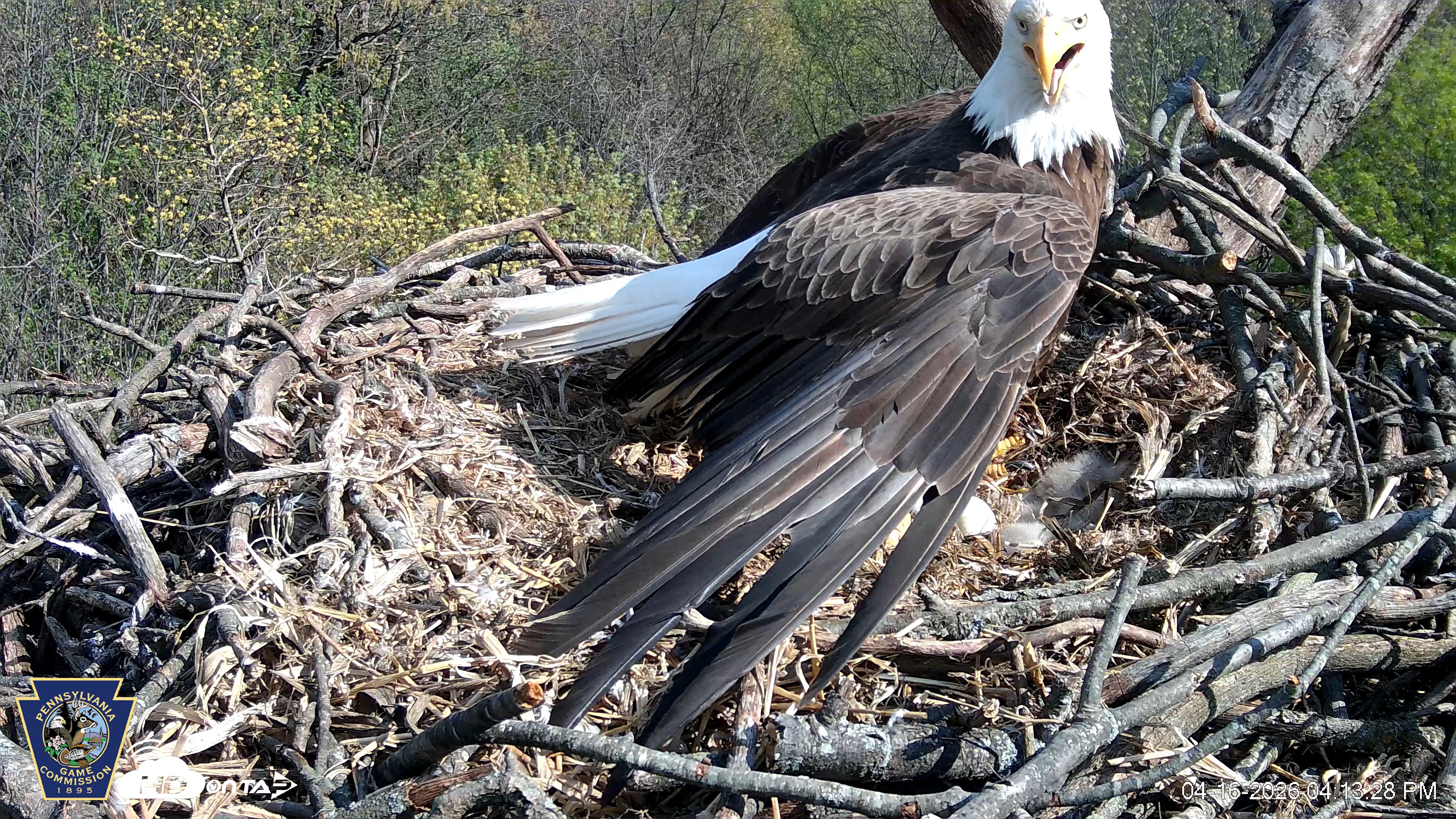 Snapshot of Hanover Eagles Live Cam taken Apr 16, 2026, 4:13pm EDT