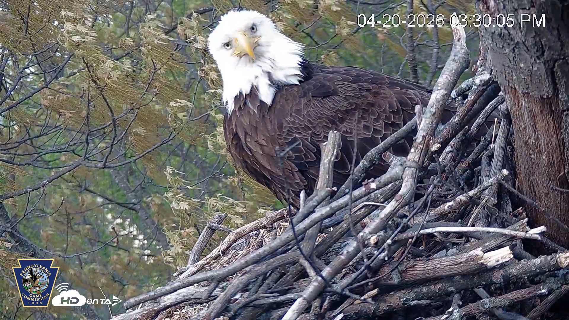 Snapshot of Hanover Eagles Live Cam taken Apr 20, 2026, 3:30pm EDT