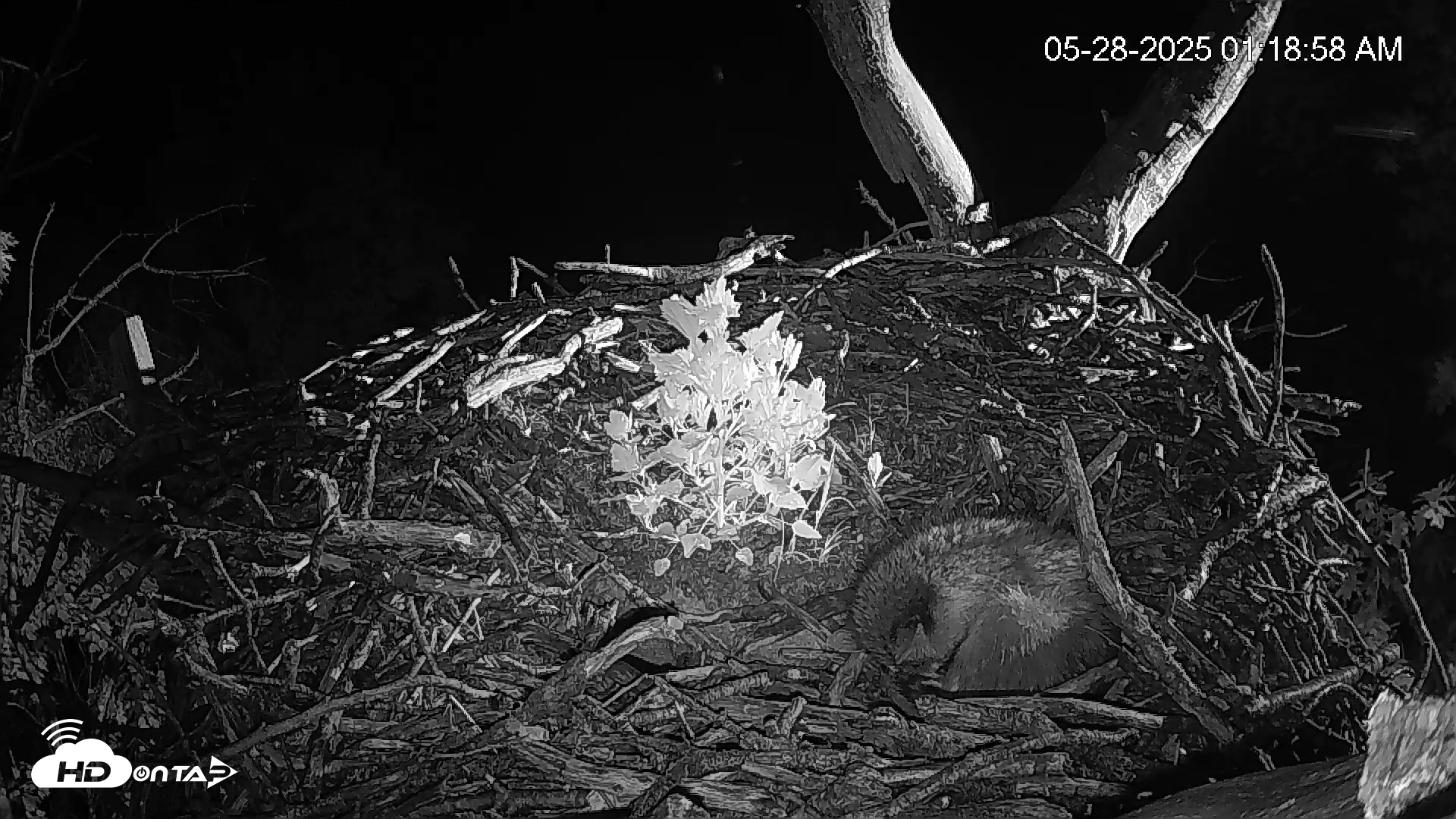 Snapshot of Hanover Eagles Live Cam taken May 28, 2025, 1:19am EDT