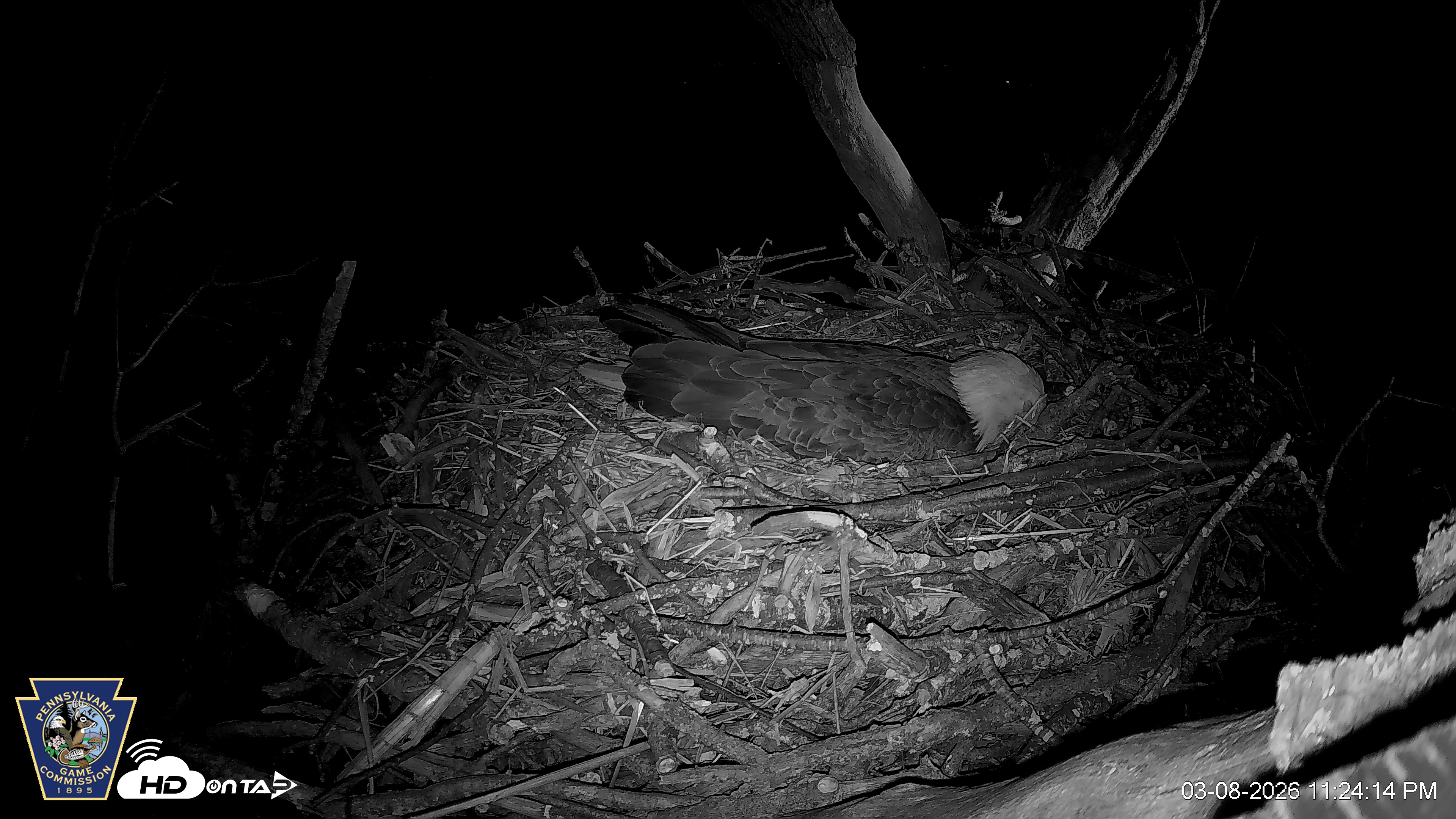 Snapshot of Hanover Eagles Live Cam taken Mar 9, 2026, 12:24am EDT