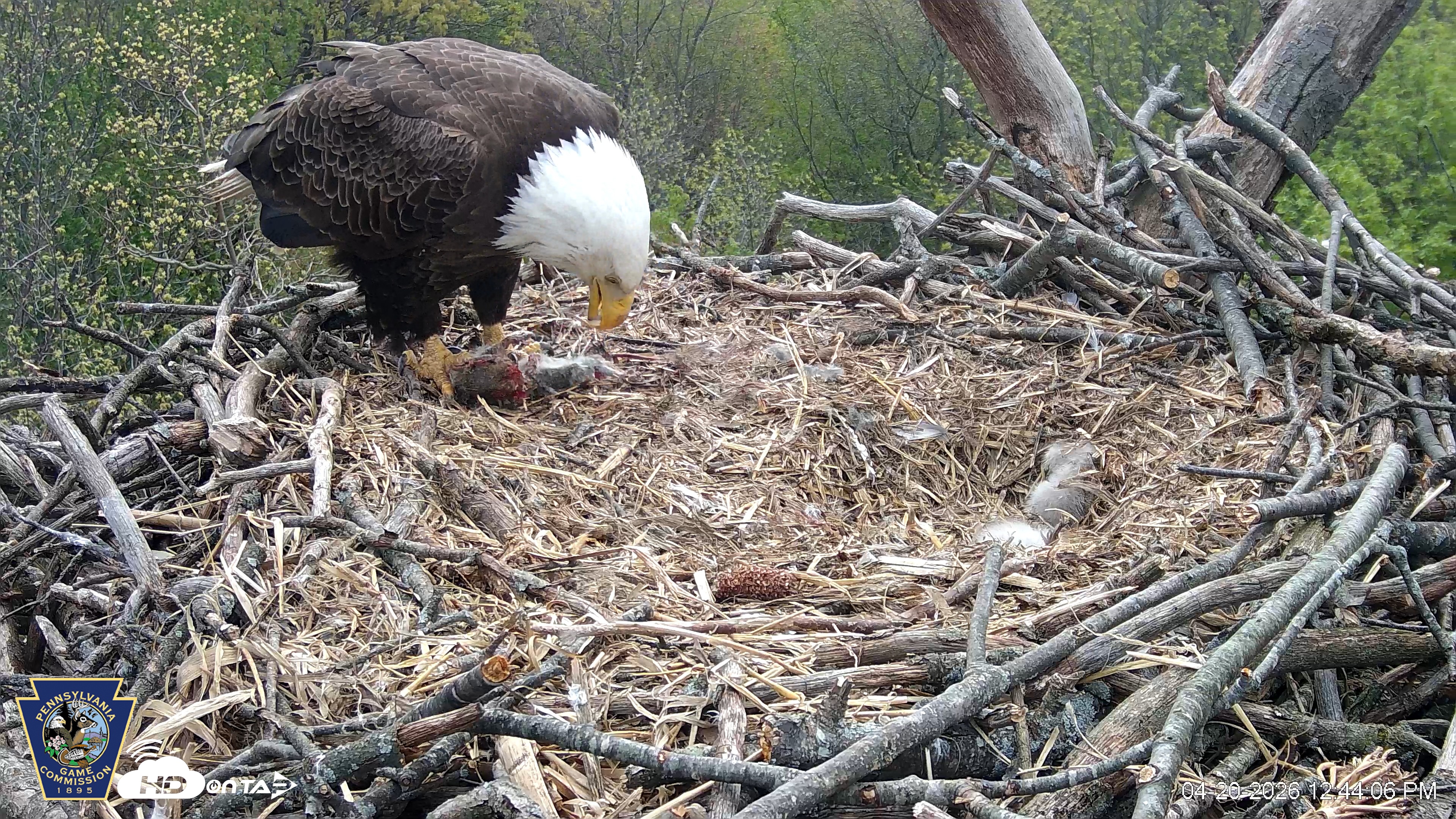 Snapshot of Hanover Eagles Live Cam taken Apr 20, 2026, 12:44pm EDT