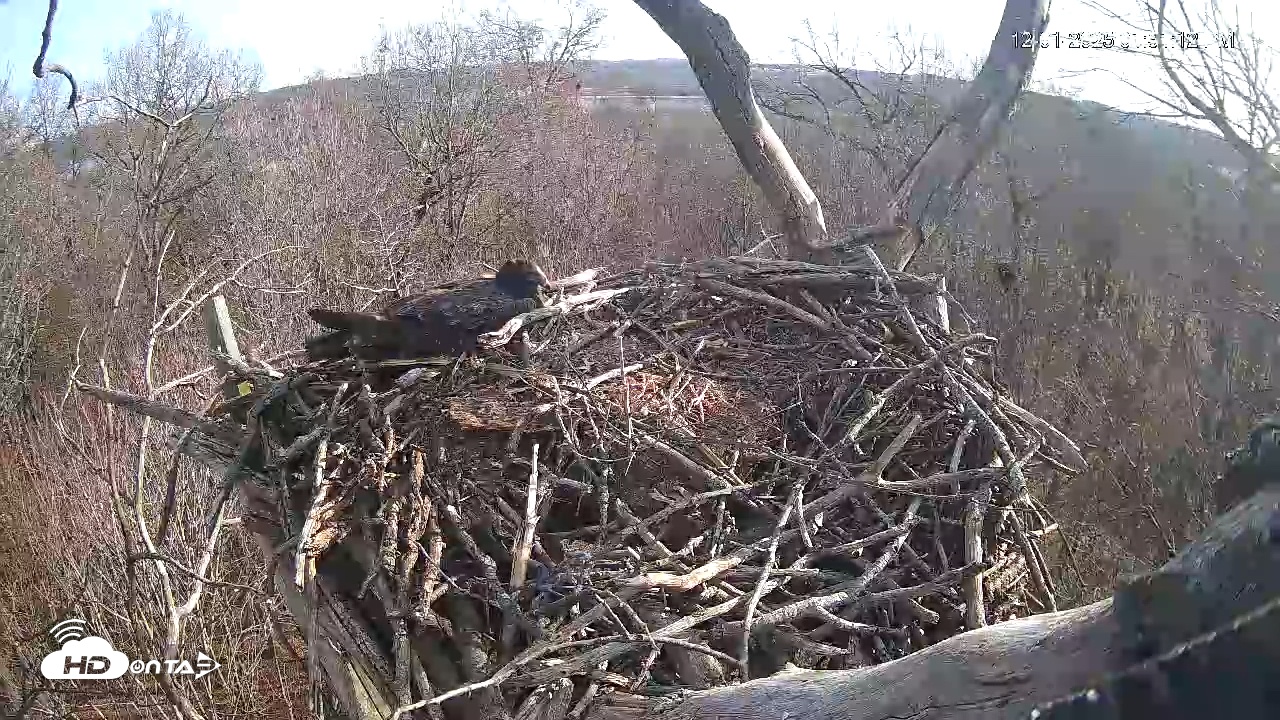 Snapshot of Hanover Eagles Live Cam taken Dec 1, 2025, 1:52pm EST