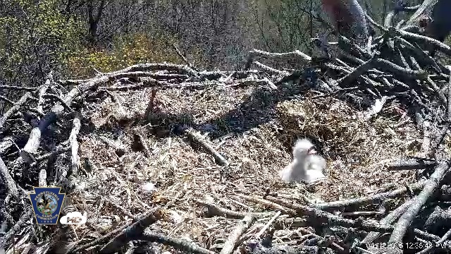 Snapshot of Hanover Eagles Live Cam taken Apr 14, 2026, 12:36pm EDT