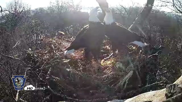 Snapshot of Hanover Eagles Live Cam taken Dec 18, 2025, 9:33am EST