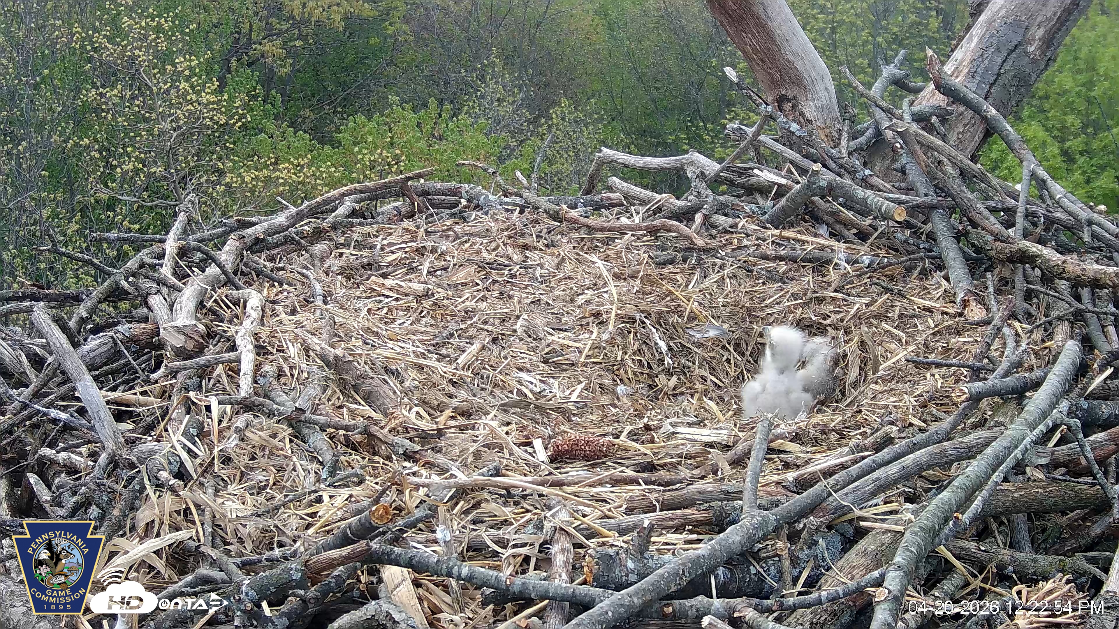 Snapshot of Hanover Eagles Live Cam taken Apr 20, 2026, 12:23pm EDT