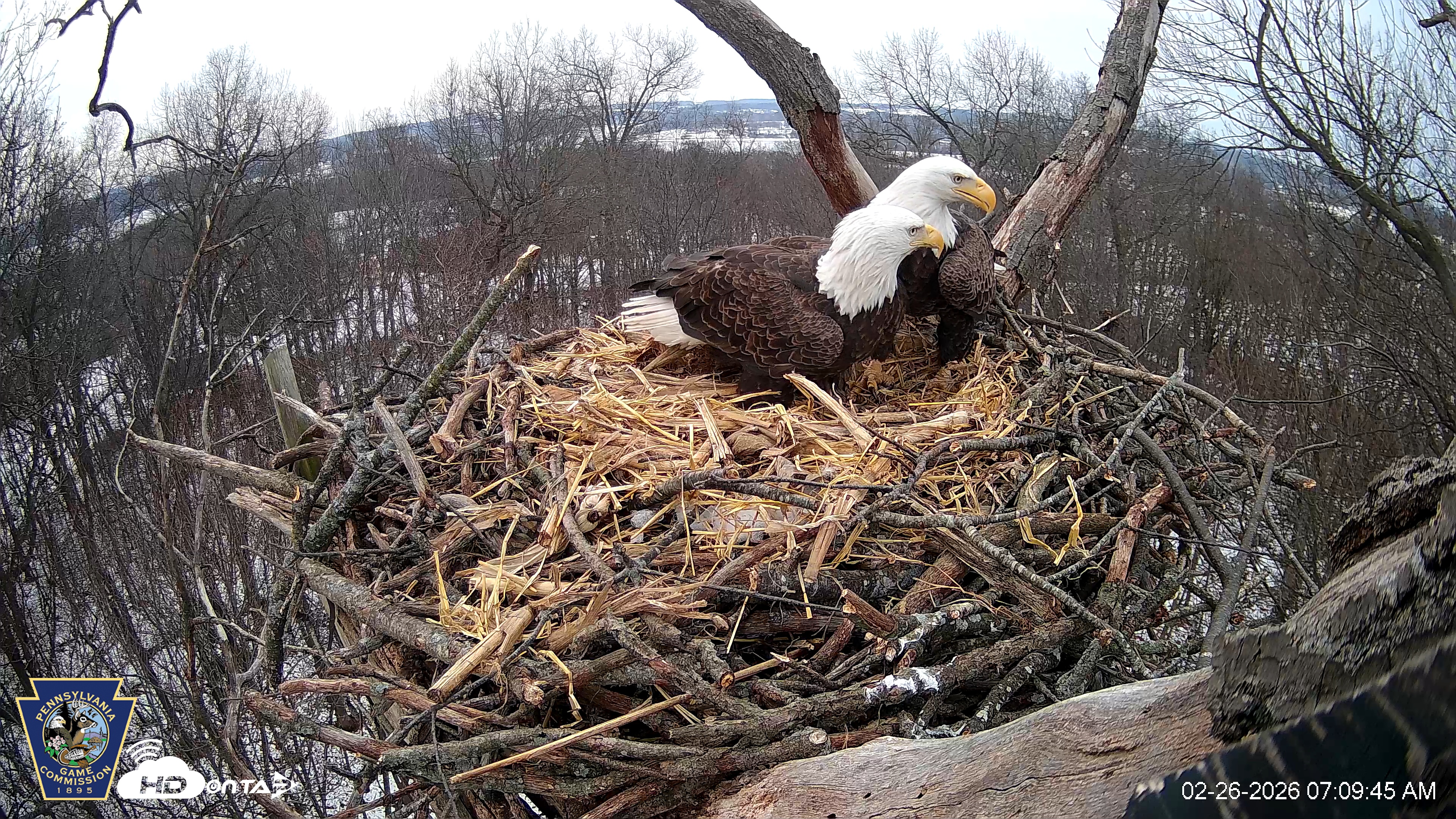 Snapshot of Hanover Eagles Live Cam taken Feb 26, 2026, 7:11am EST