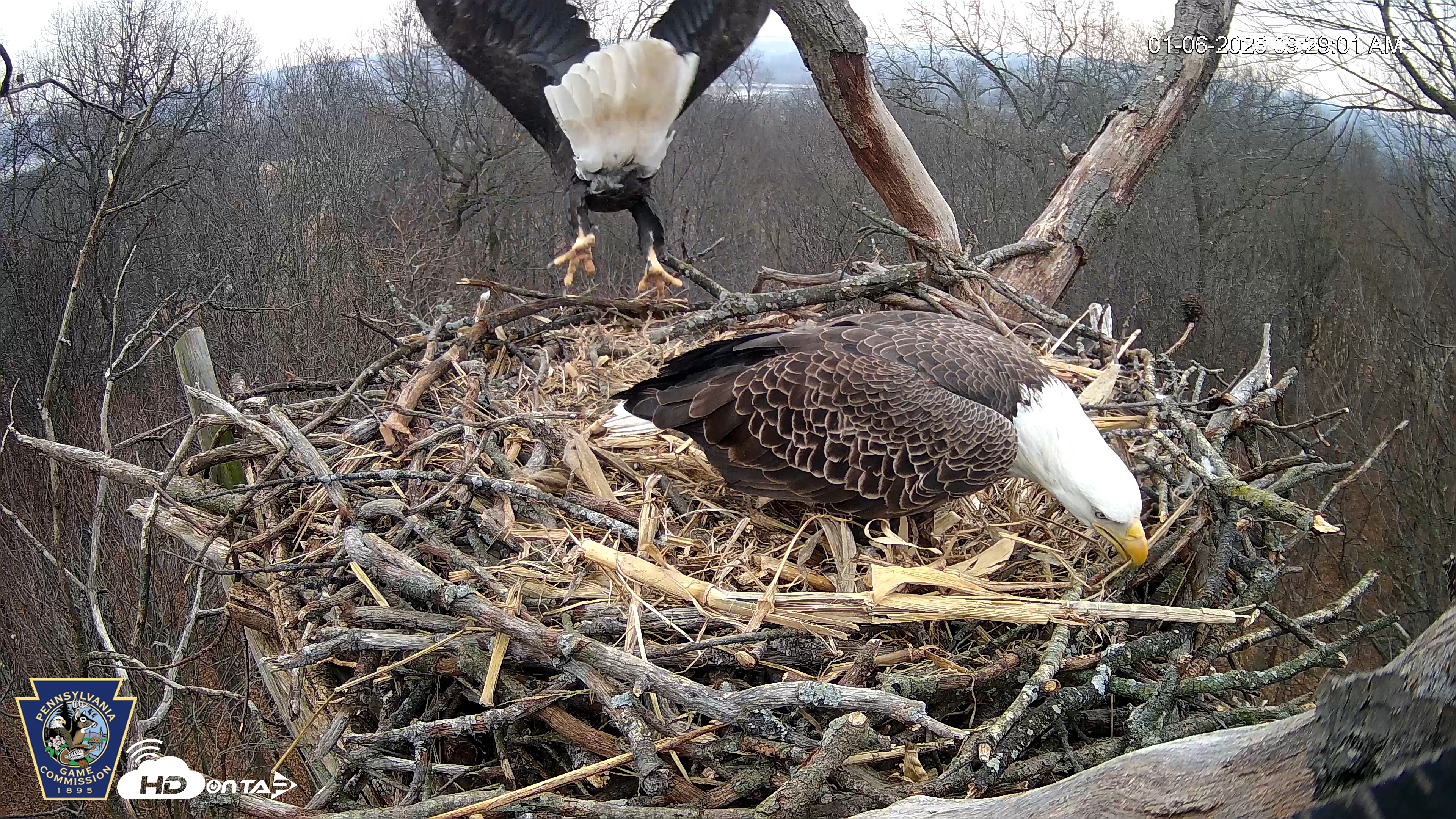 Snapshot of Hanover Eagles Live Cam taken Jan 6, 2026, 9:29am EST