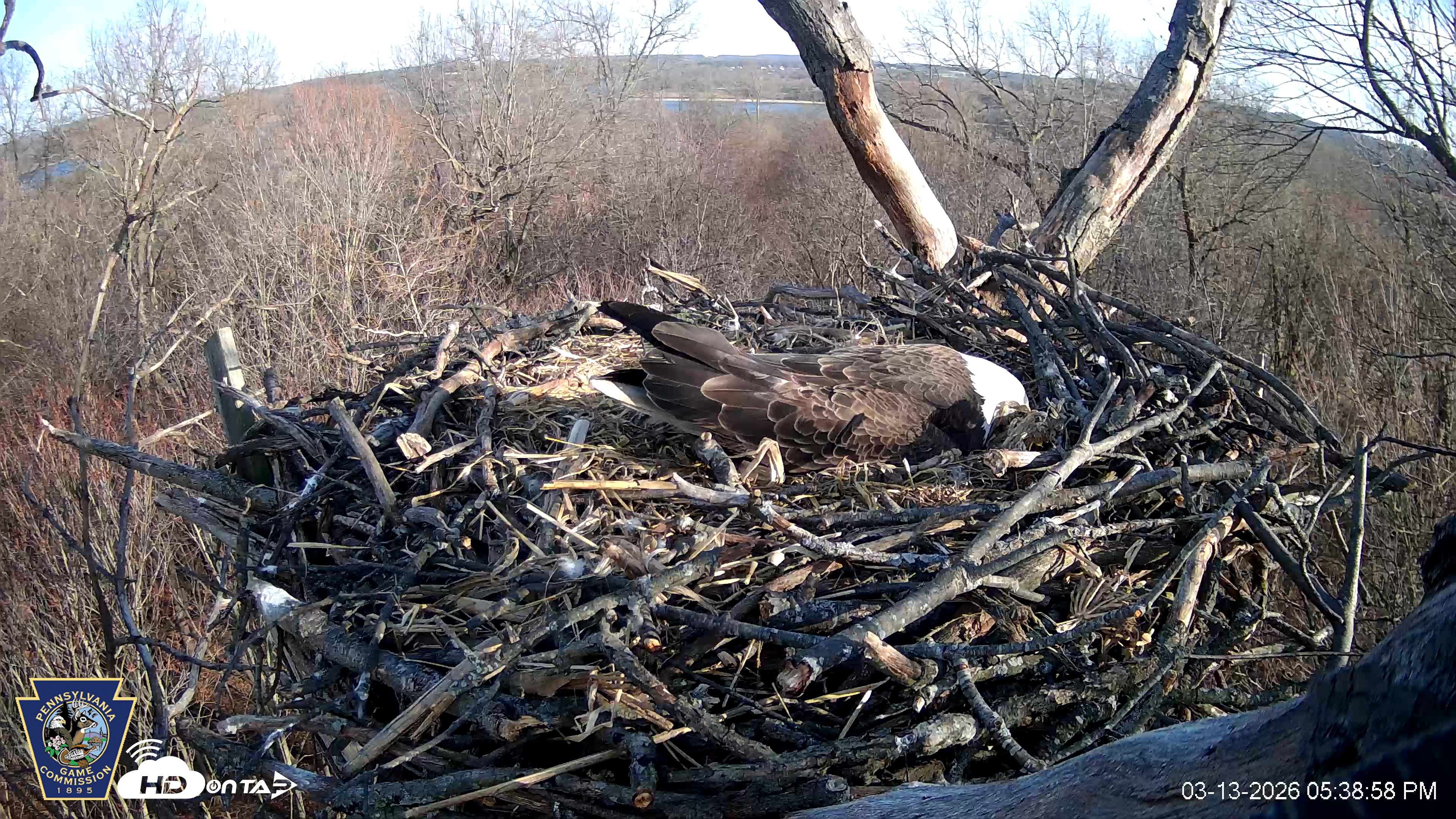 Snapshot of Hanover Eagles Live Cam taken Mar 13, 2026, 5:39pm EDT