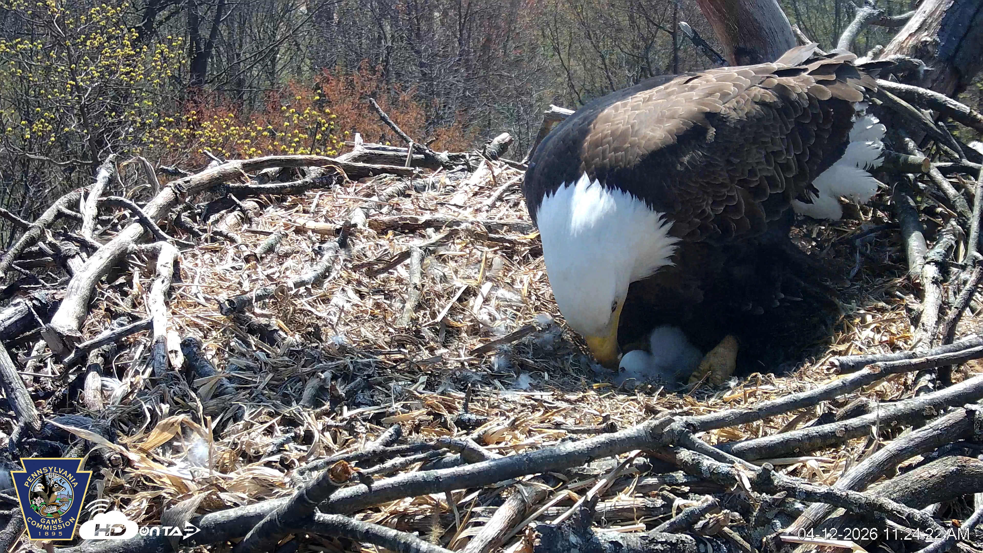 Snapshot of Hanover Eagles Live Cam taken Apr 12, 2026, 11:24am EDT