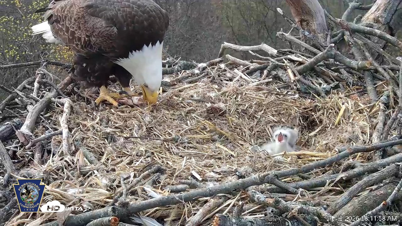 Snapshot of Hanover Eagles Live Cam taken Apr 13, 2026, 8:14am EDT