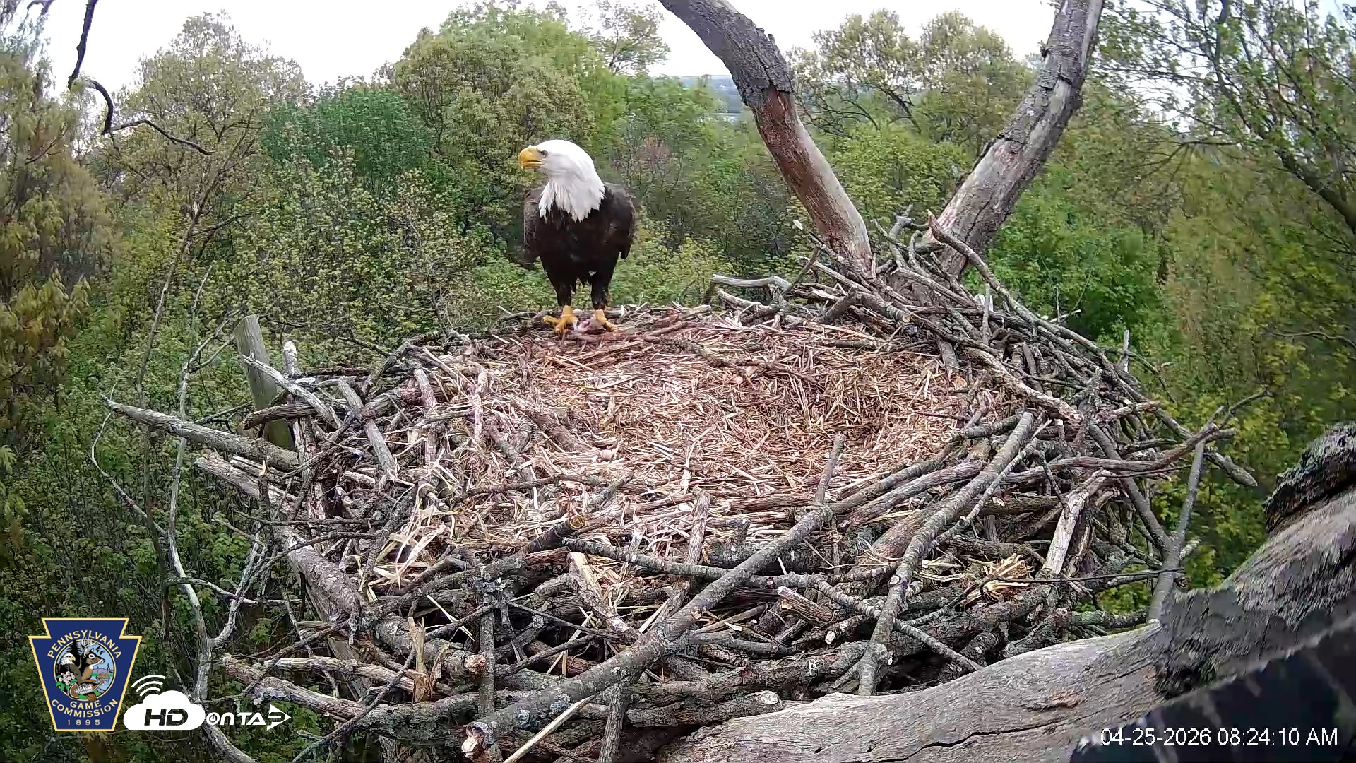 Snapshot of Hanover Eagles Live Cam taken Apr 25, 2026, 8:24am EDT
