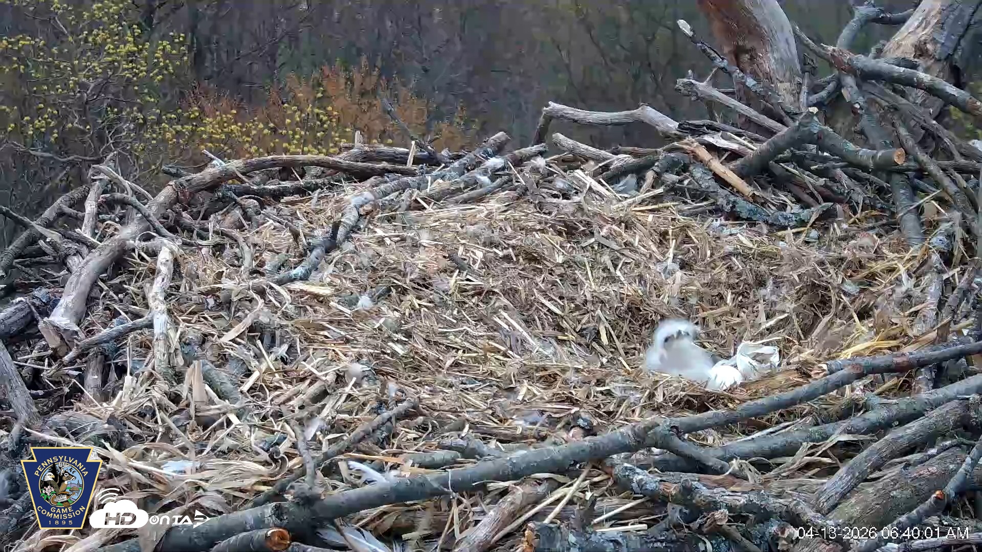 Snapshot of Hanover Eagles Live Cam taken Apr 13, 2026, 6:40am EDT