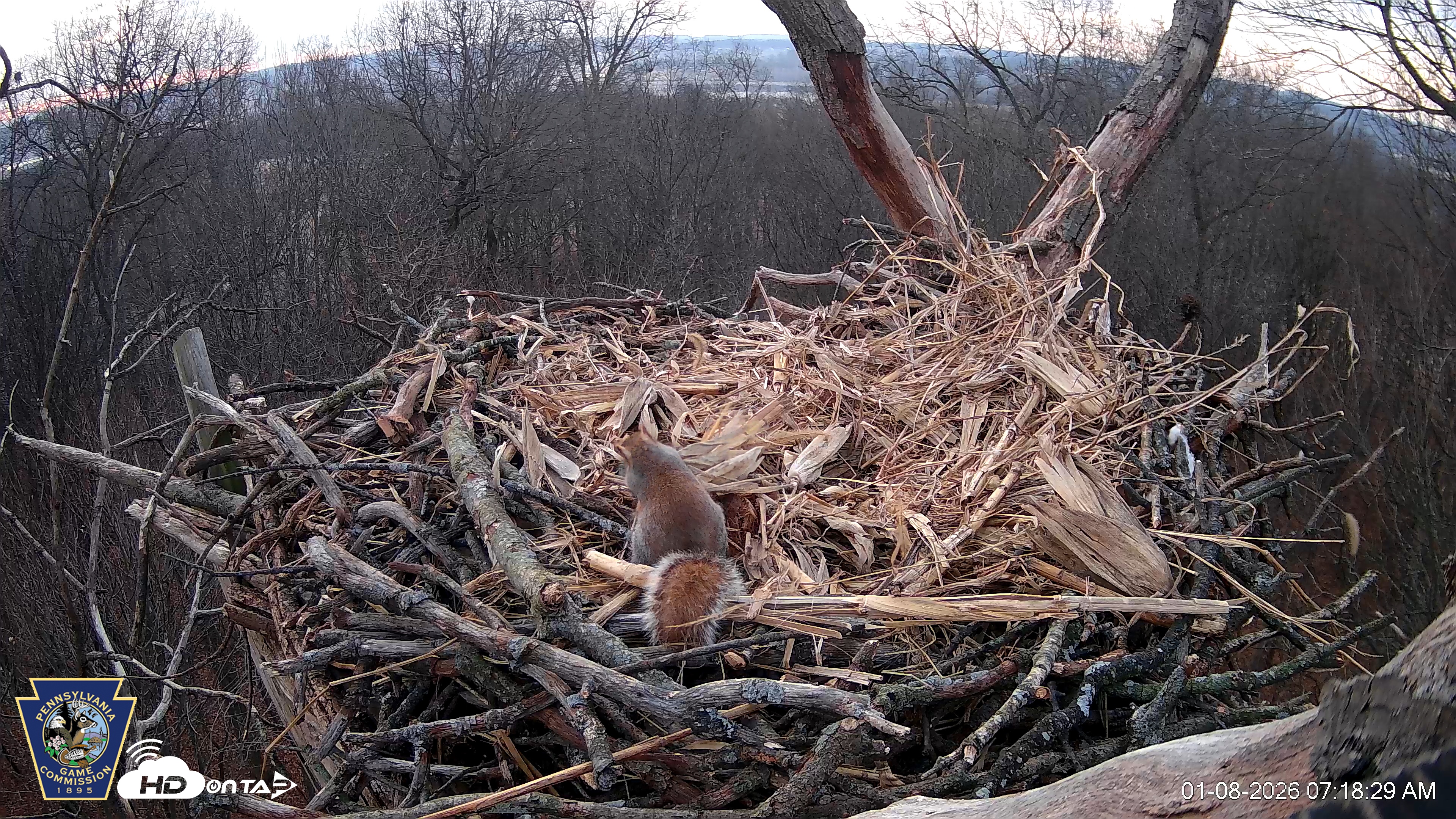 Snapshot of Hanover Eagles Live Cam taken Jan 8, 2026, 7:19am EST