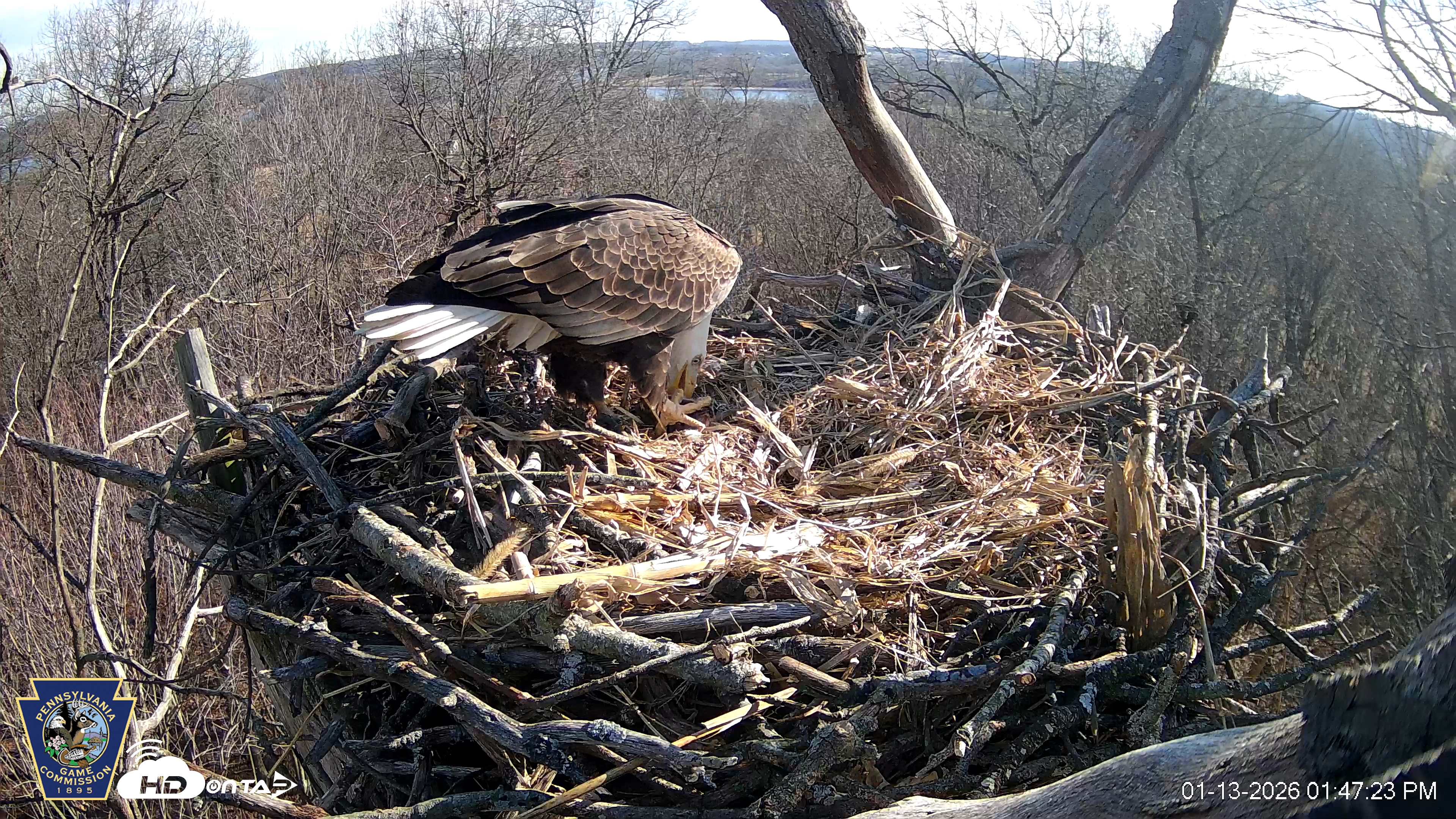 Snapshot of Hanover Eagles Live Cam taken Jan 13, 2026, 1:47pm EST
