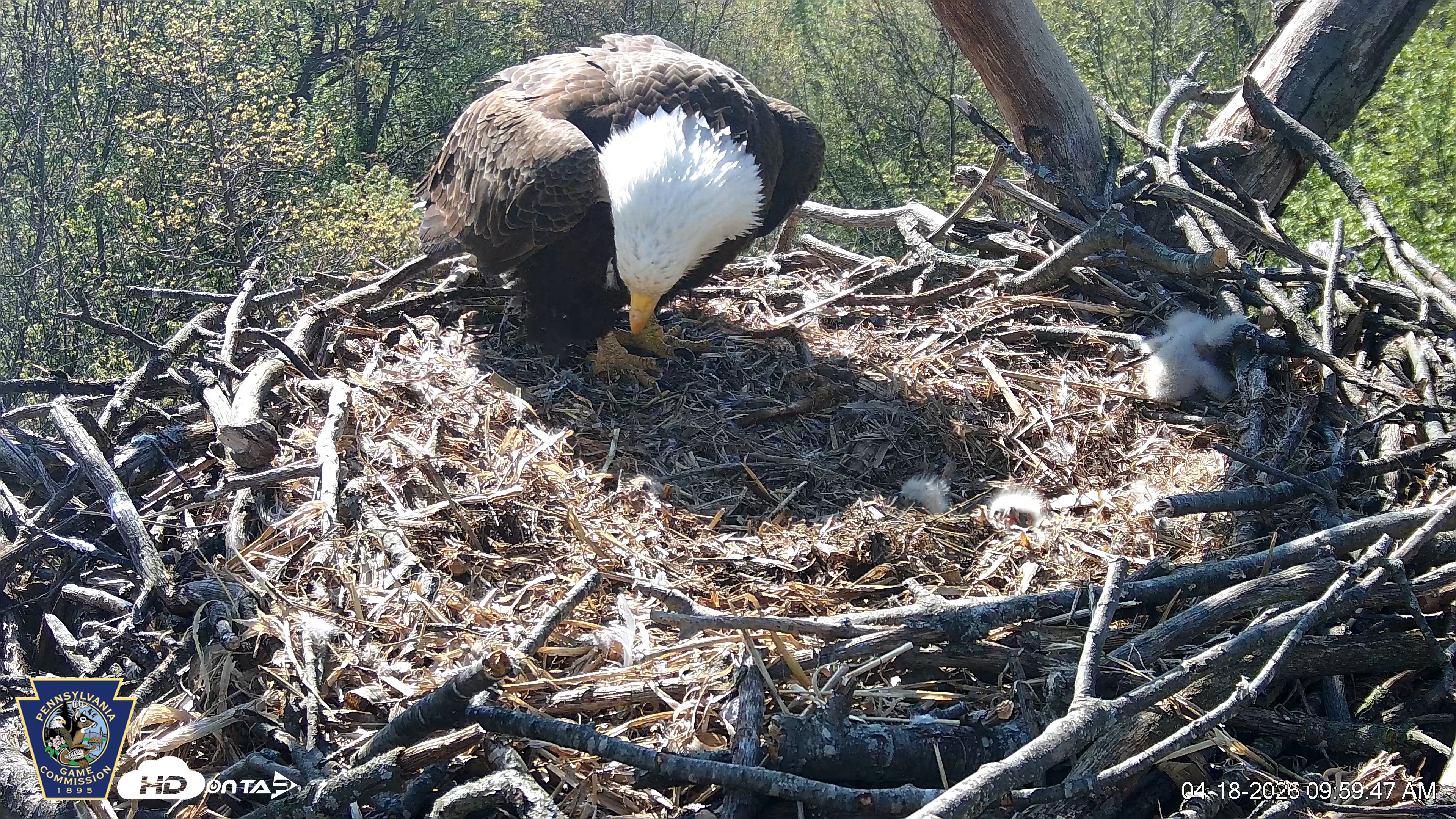 Snapshot of Hanover Eagles Live Cam taken Apr 18, 2026, 10:00am EDT