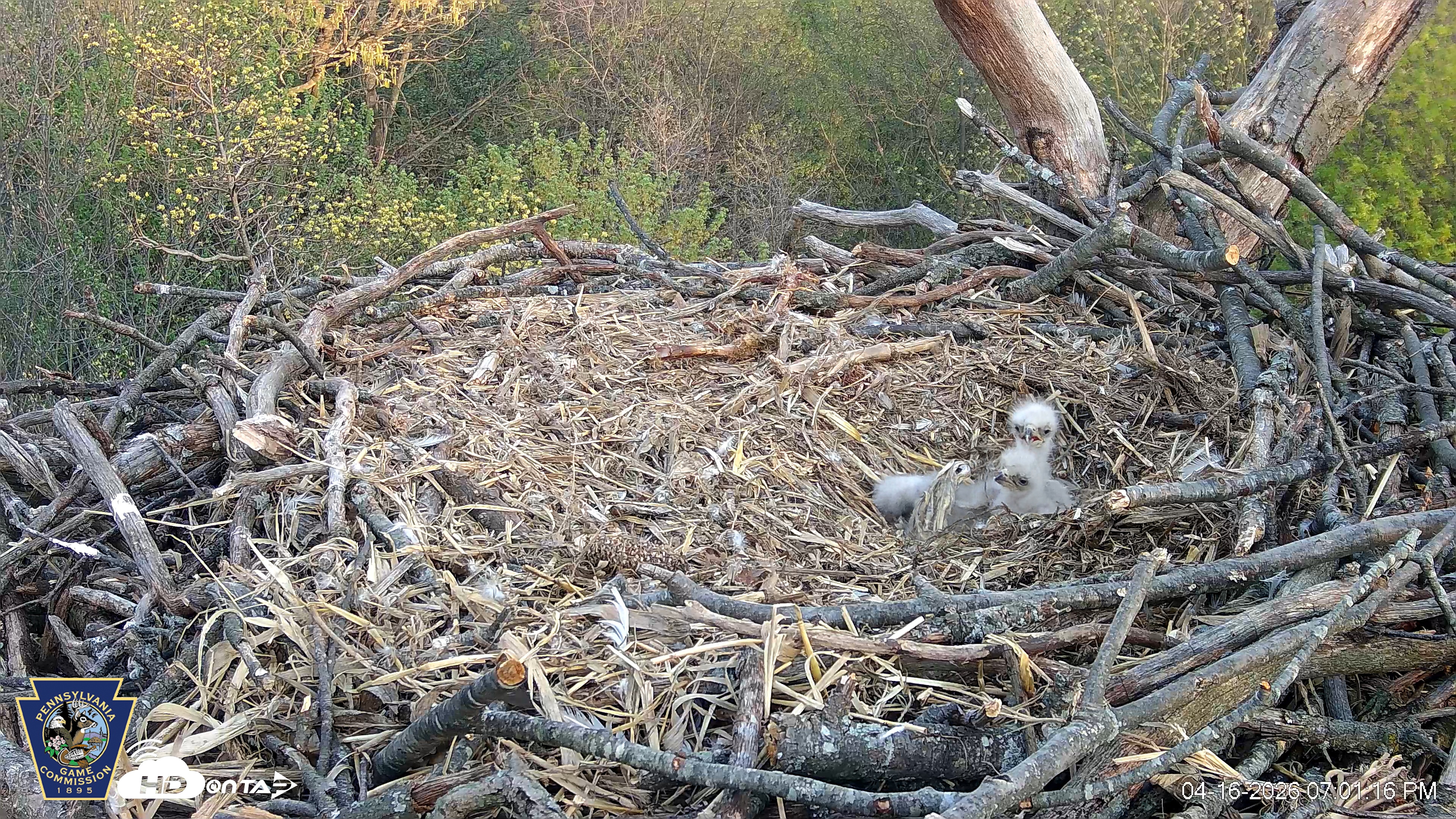 Snapshot of Hanover Eagles Live Cam taken Apr 16, 2026, 7:02pm EDT
