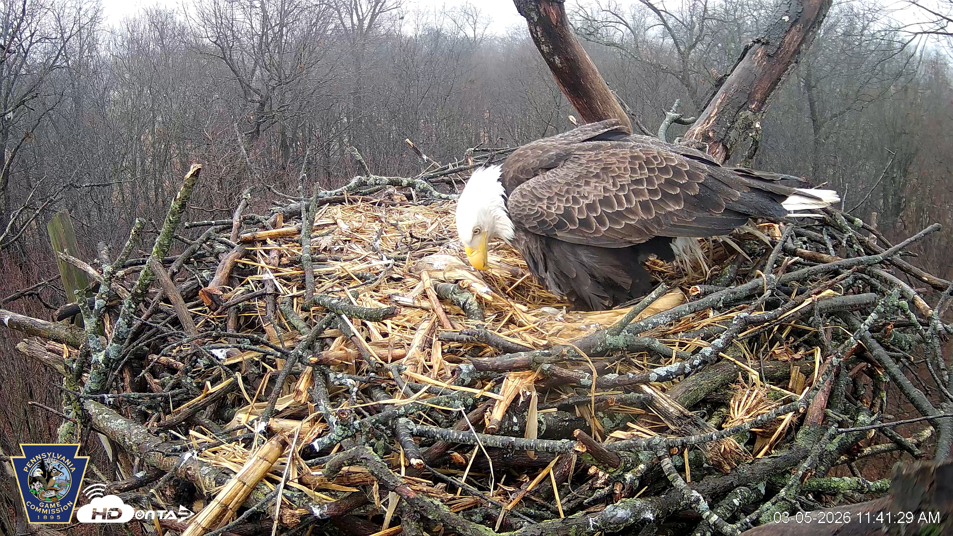 Snapshot of Hanover Eagles Live Cam taken Mar 5, 2026, 11:42am EST