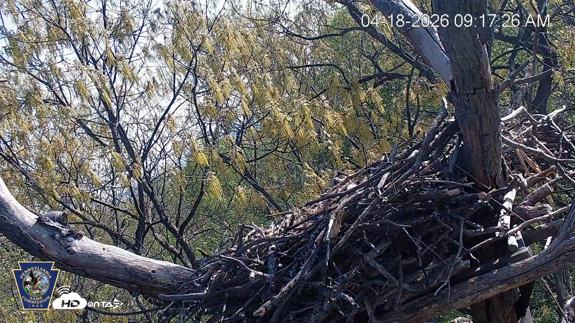 Snapshot of Hanover Eagles Live Cam taken Apr 18, 2026, 9:18am EDT