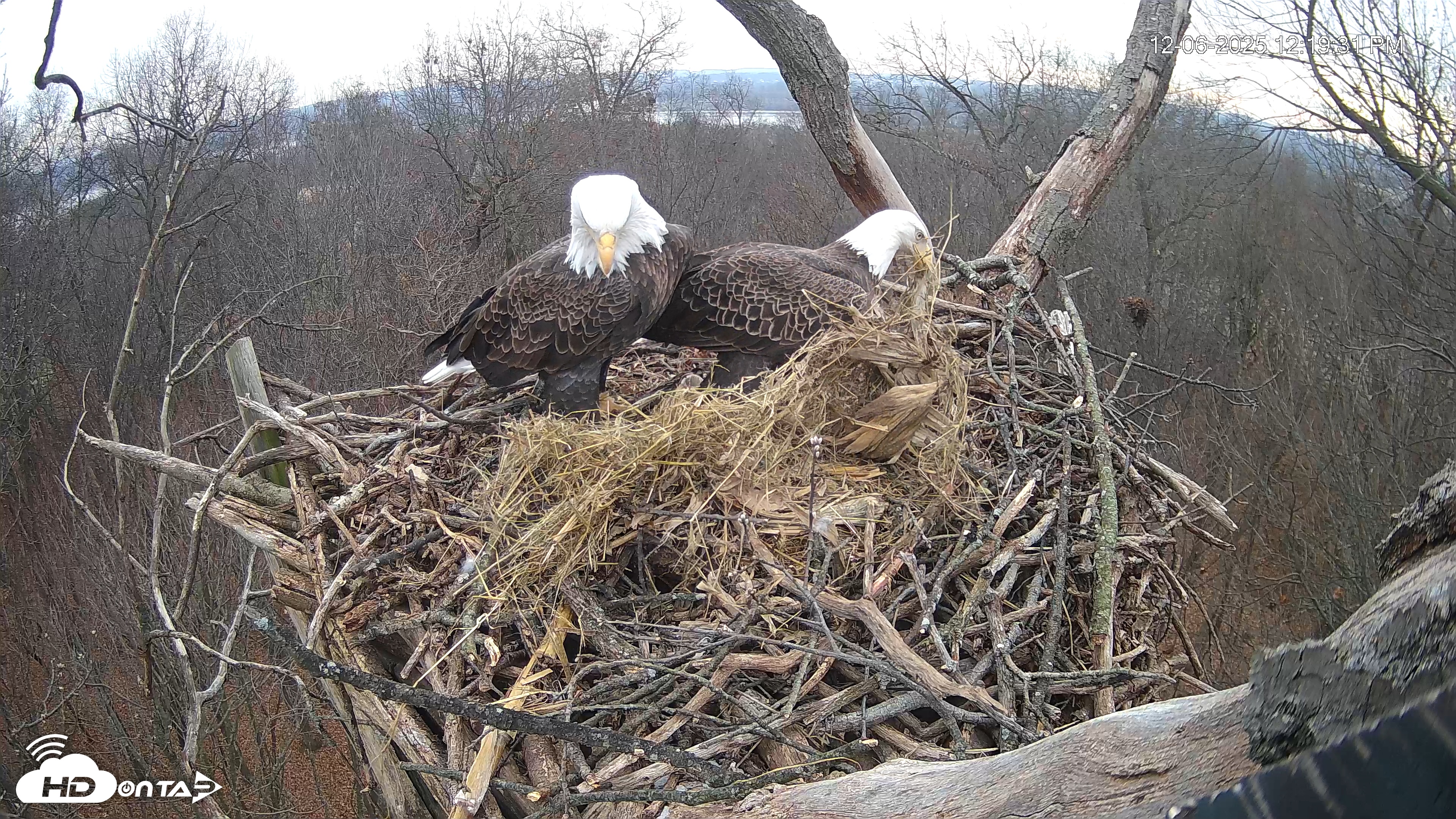 Snapshot of Hanover Eagles Live Cam taken Dec 6, 2025, 12:20pm EST