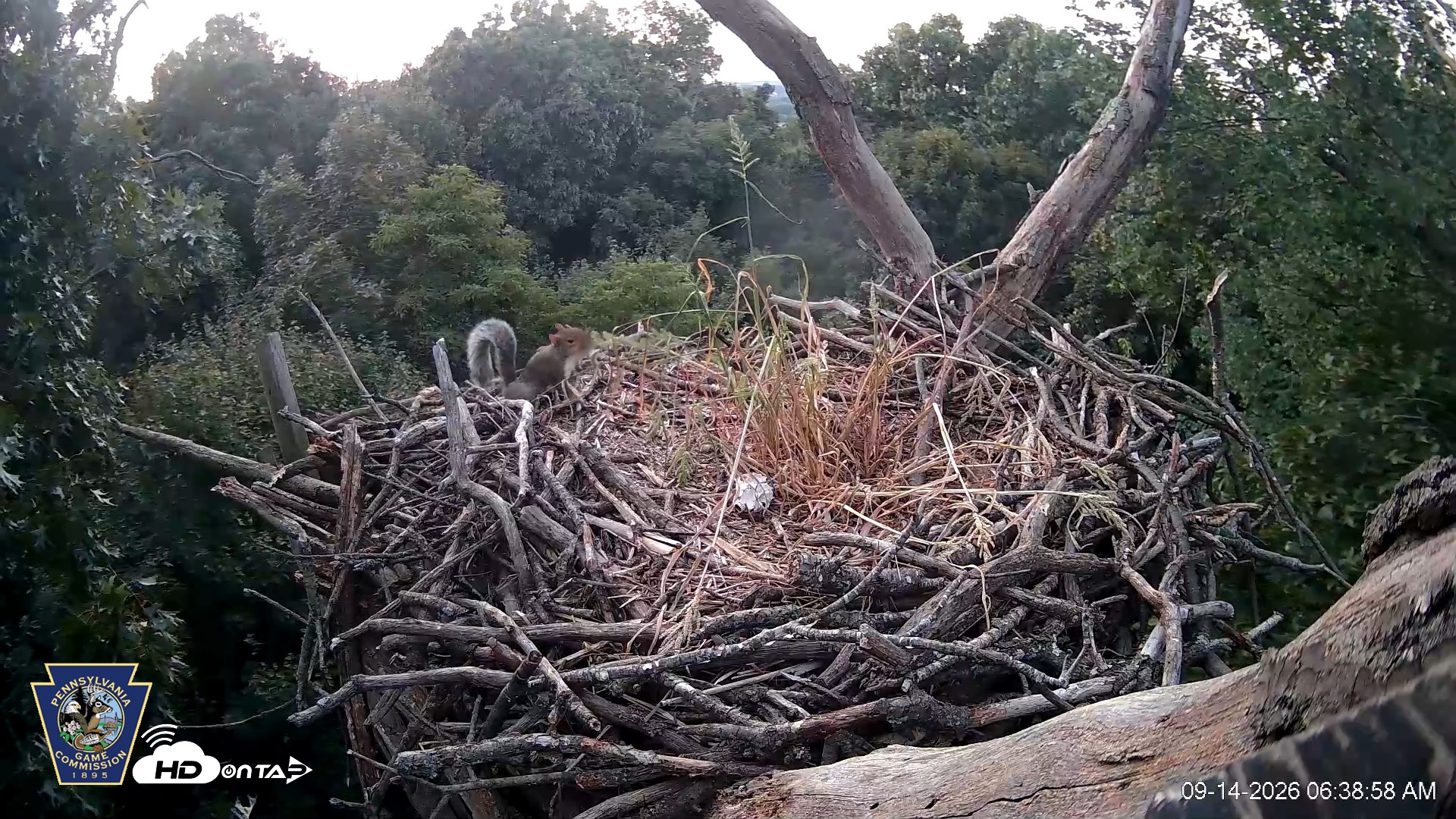 Snapshot of Hanover Eagles Live Cam taken Sep 14, 2026, 6:39am EDT