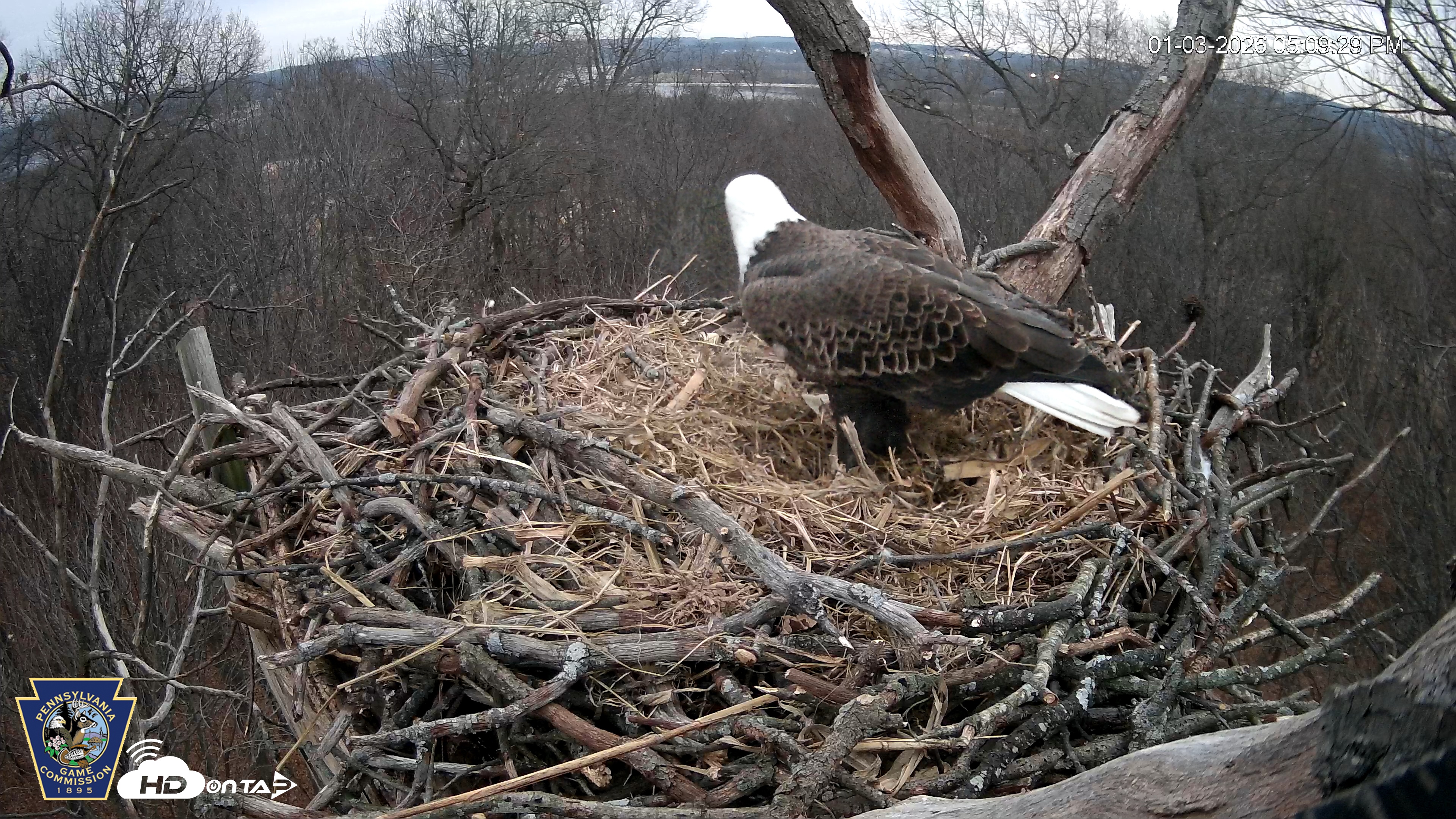 Snapshot of Hanover Eagles Live Cam taken Jan 3, 2026, 5:10pm EST
