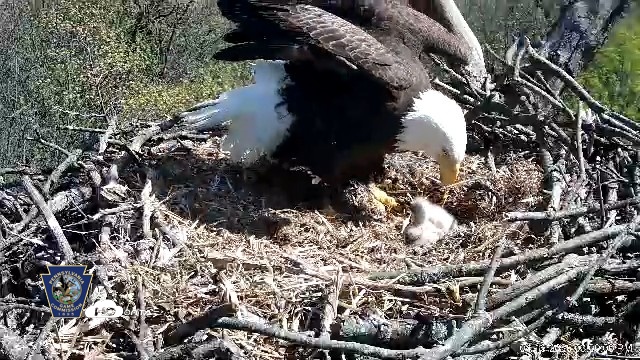 Snapshot of Hanover Eagles Live Cam taken Apr 16, 2026, 3:00pm EDT