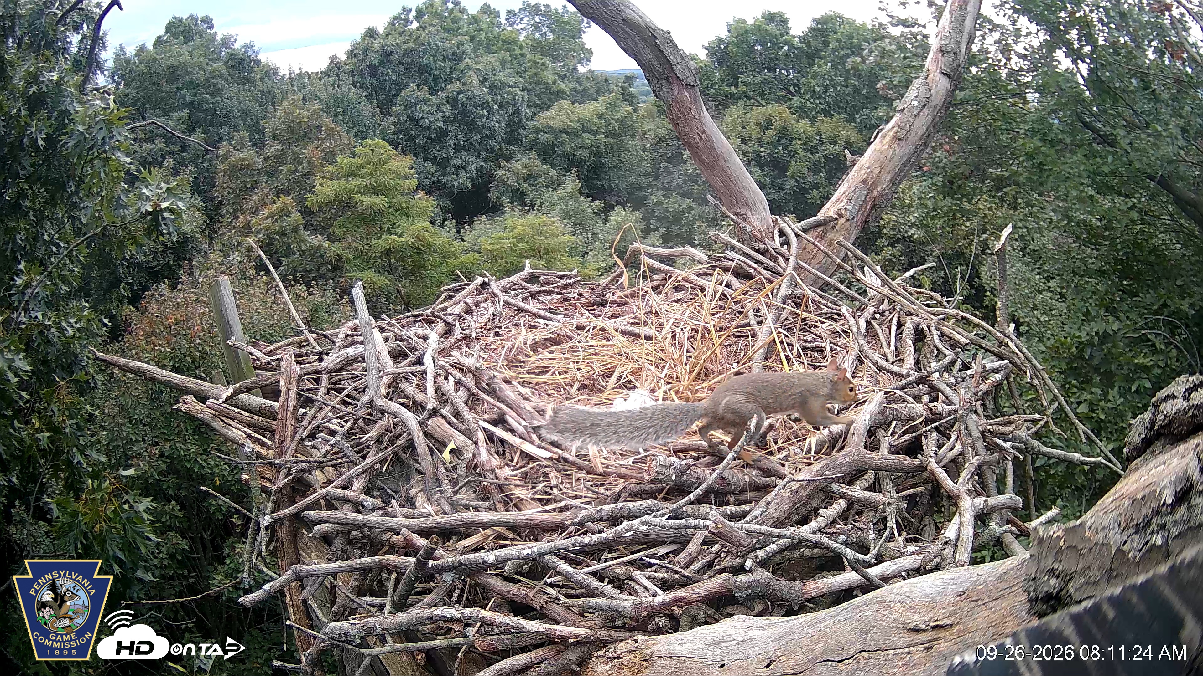 Snapshot of Hanover Eagles Live Cam taken Sep 26, 2026, 8:11am EDT